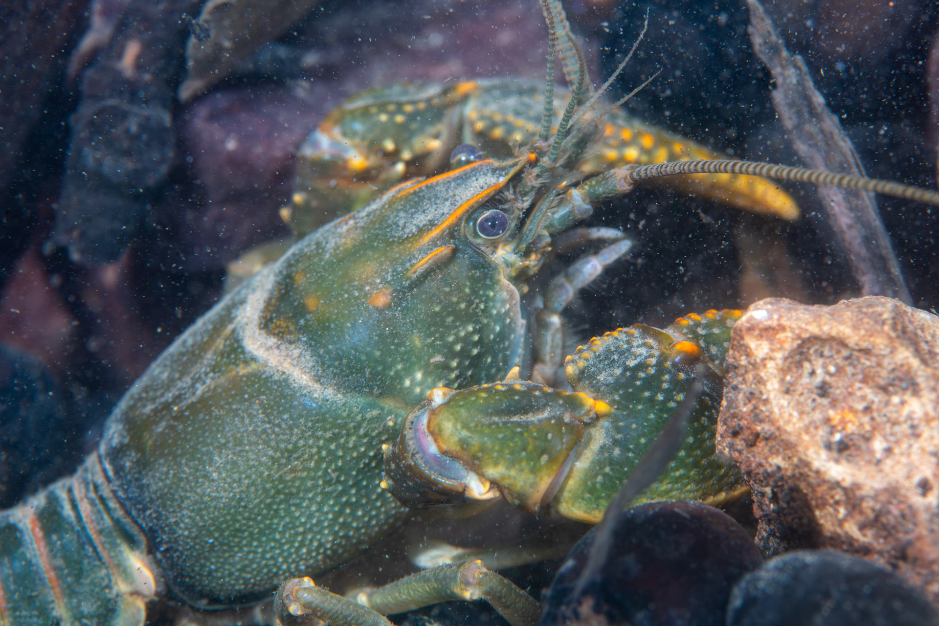 Crayfish (Cambarus sp.)
