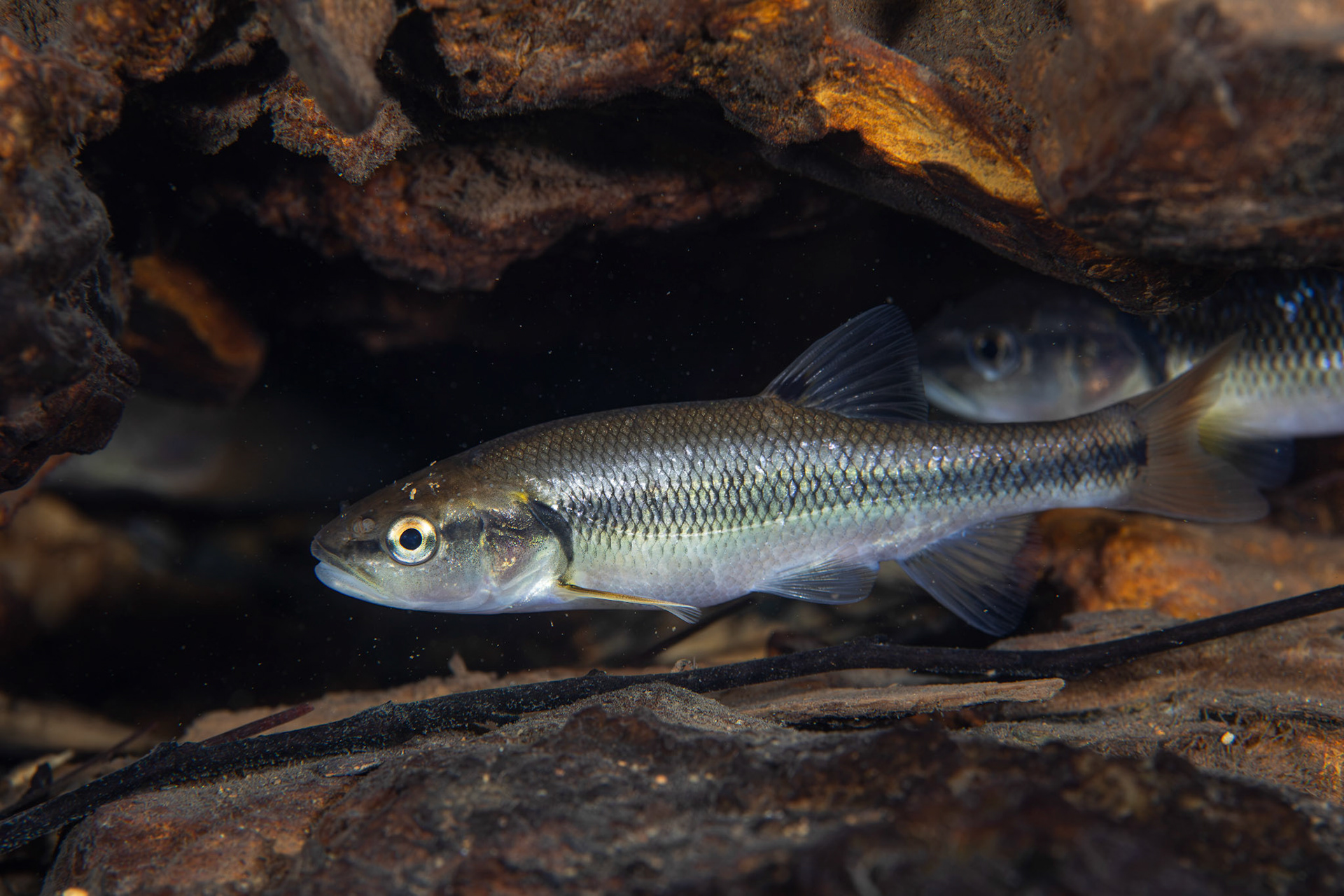 Creek Chub