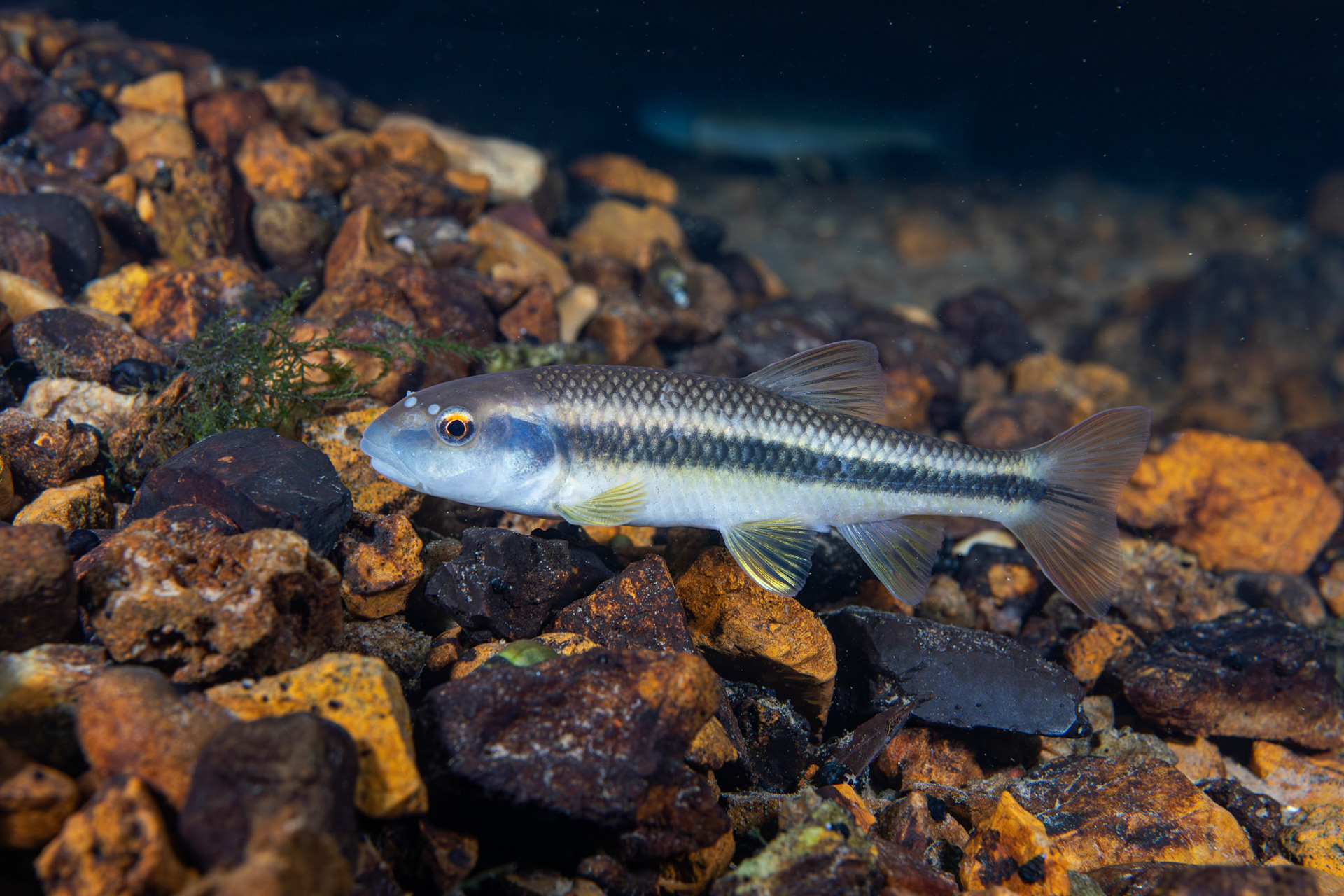 Bluehead Chub