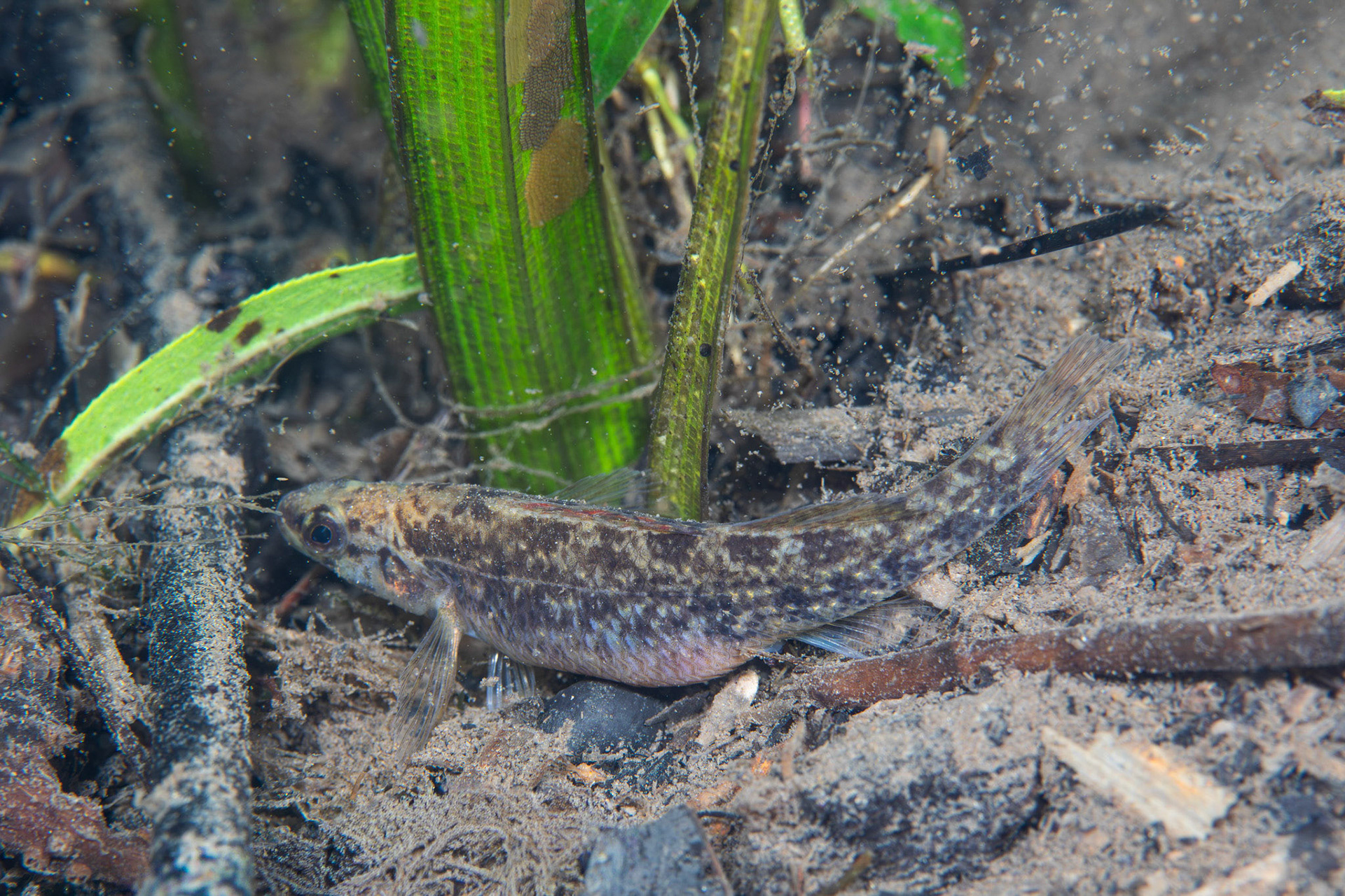 Watercress Darter (Etheostoma nuchale)