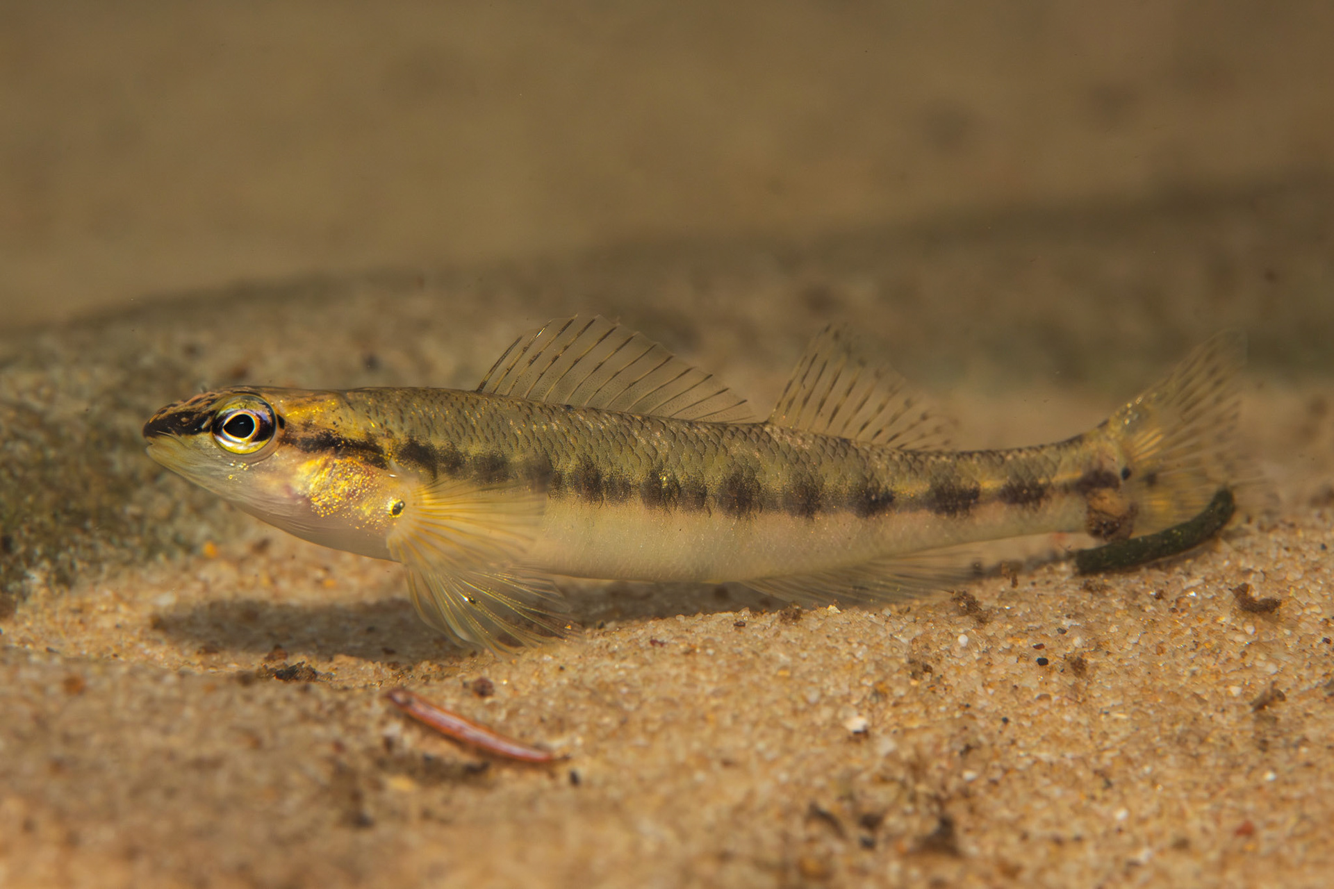 Blackbanded Darter