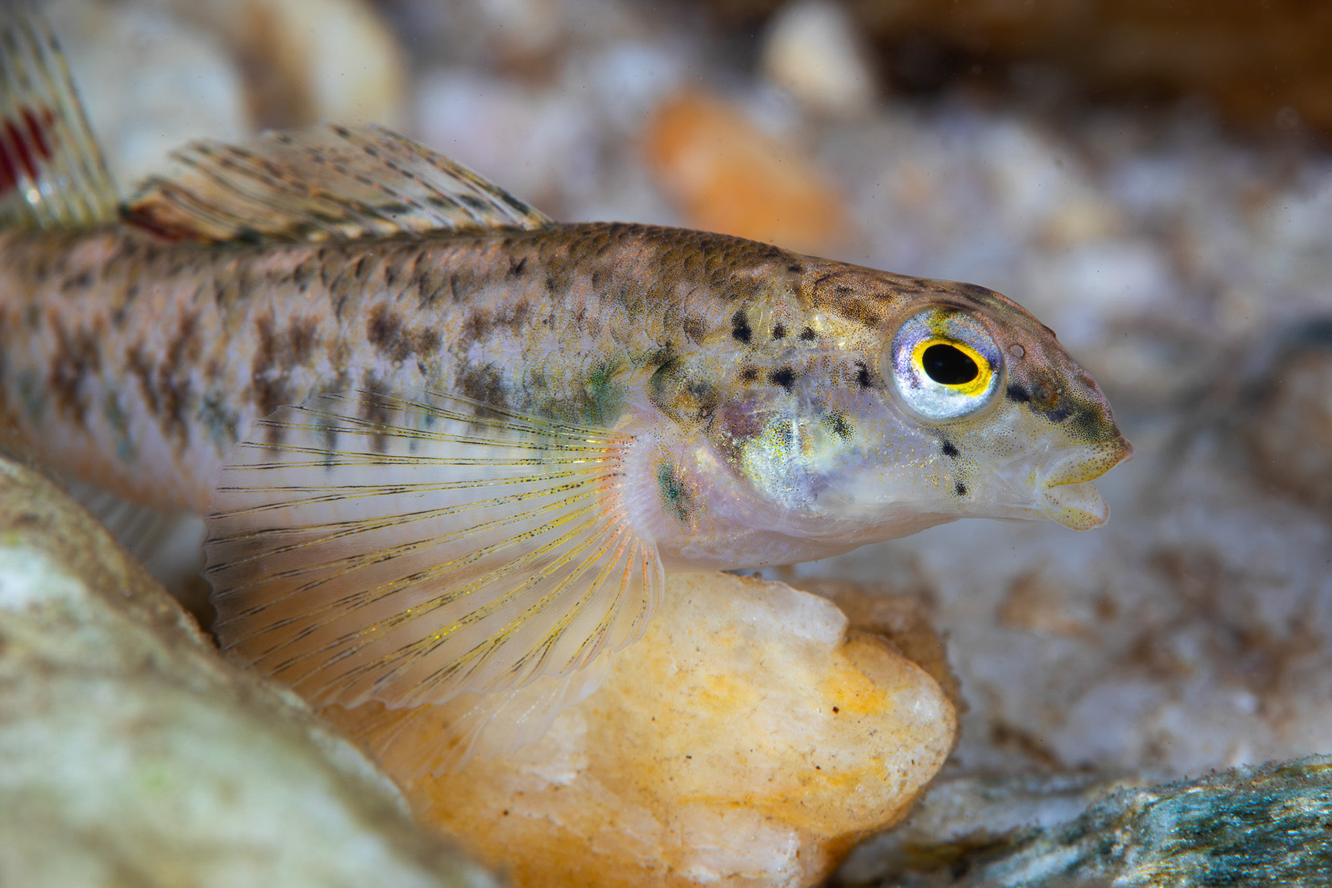 Tallapoosa Darter