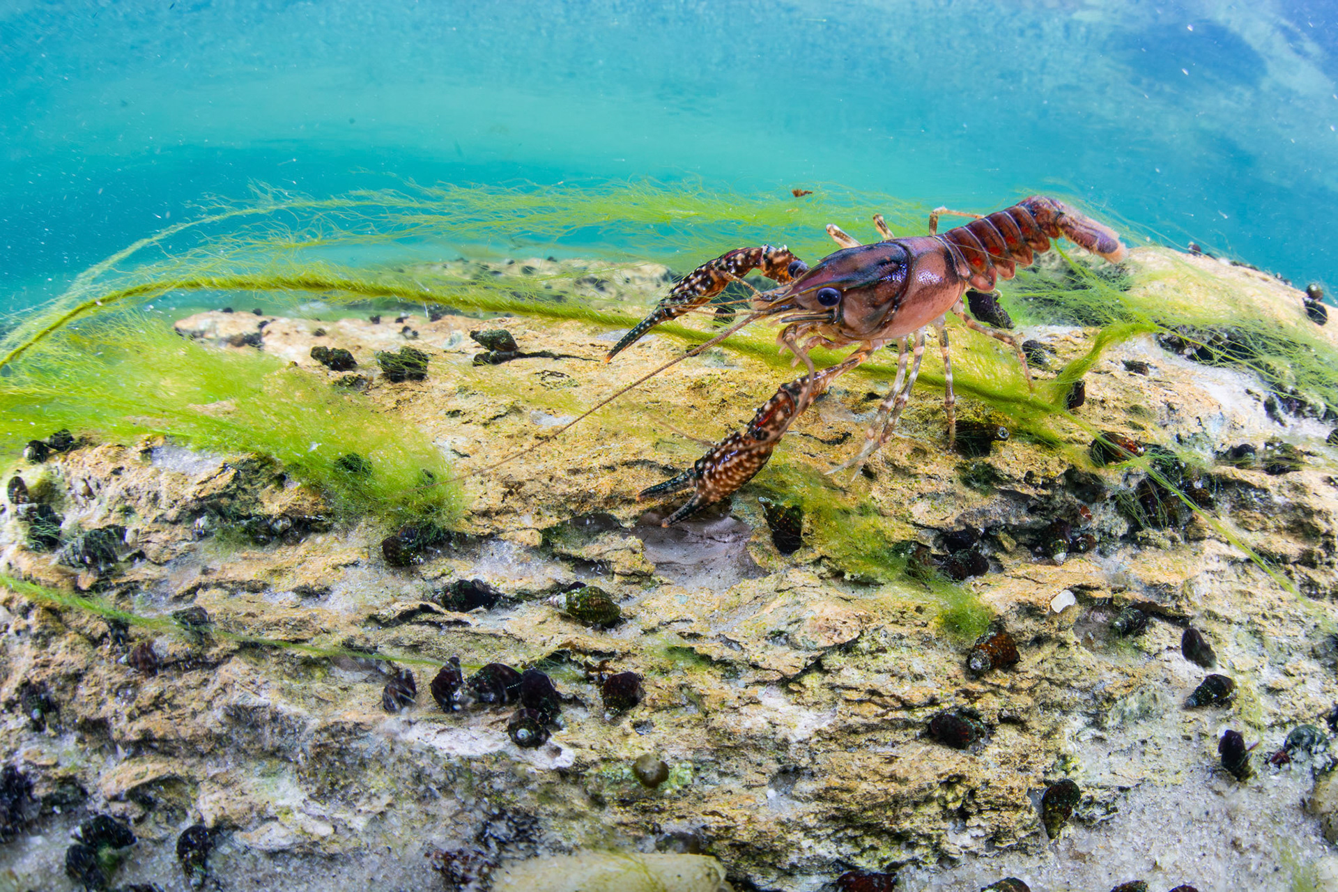 White-tubercled Crayfish