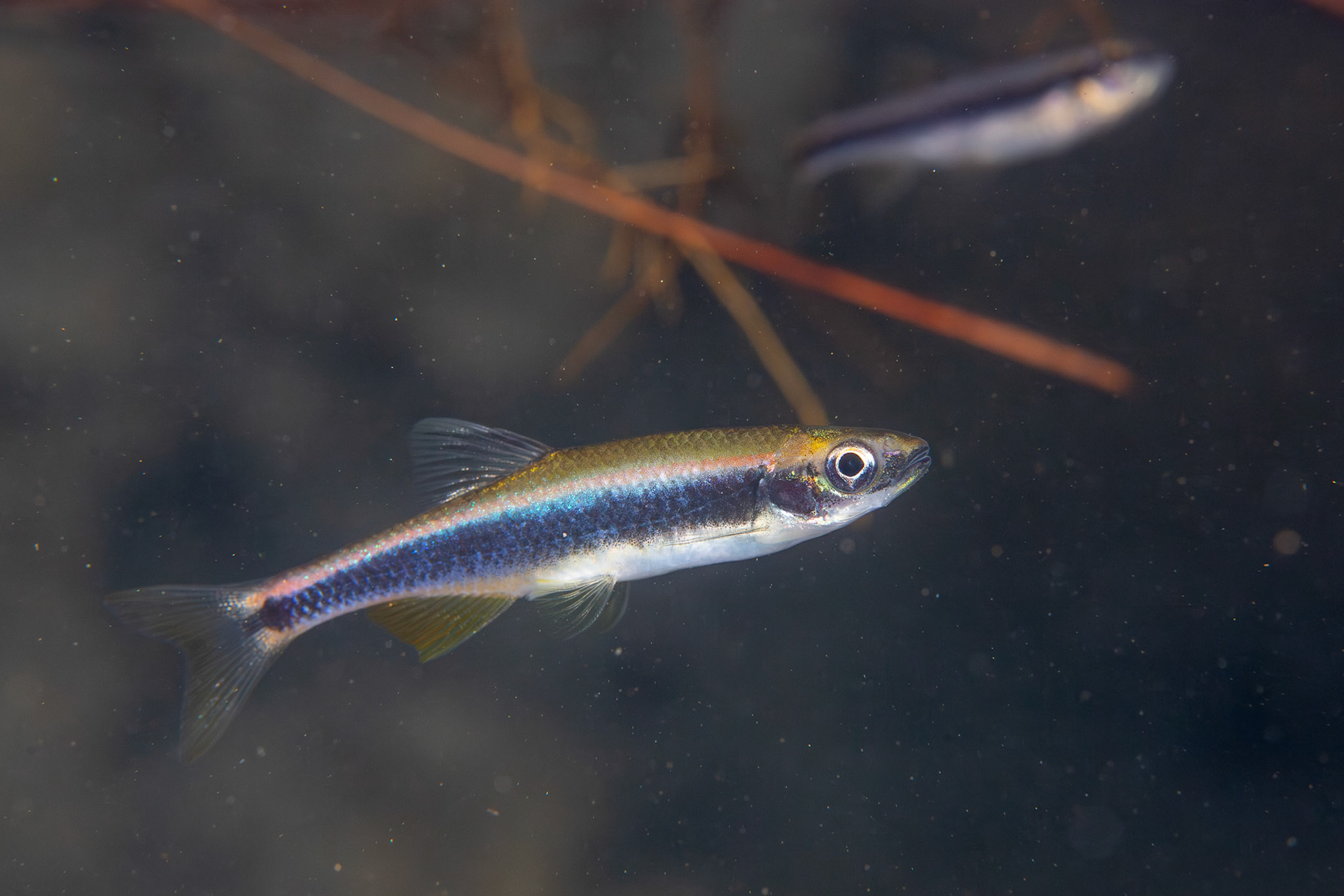 Sailfin Shiner