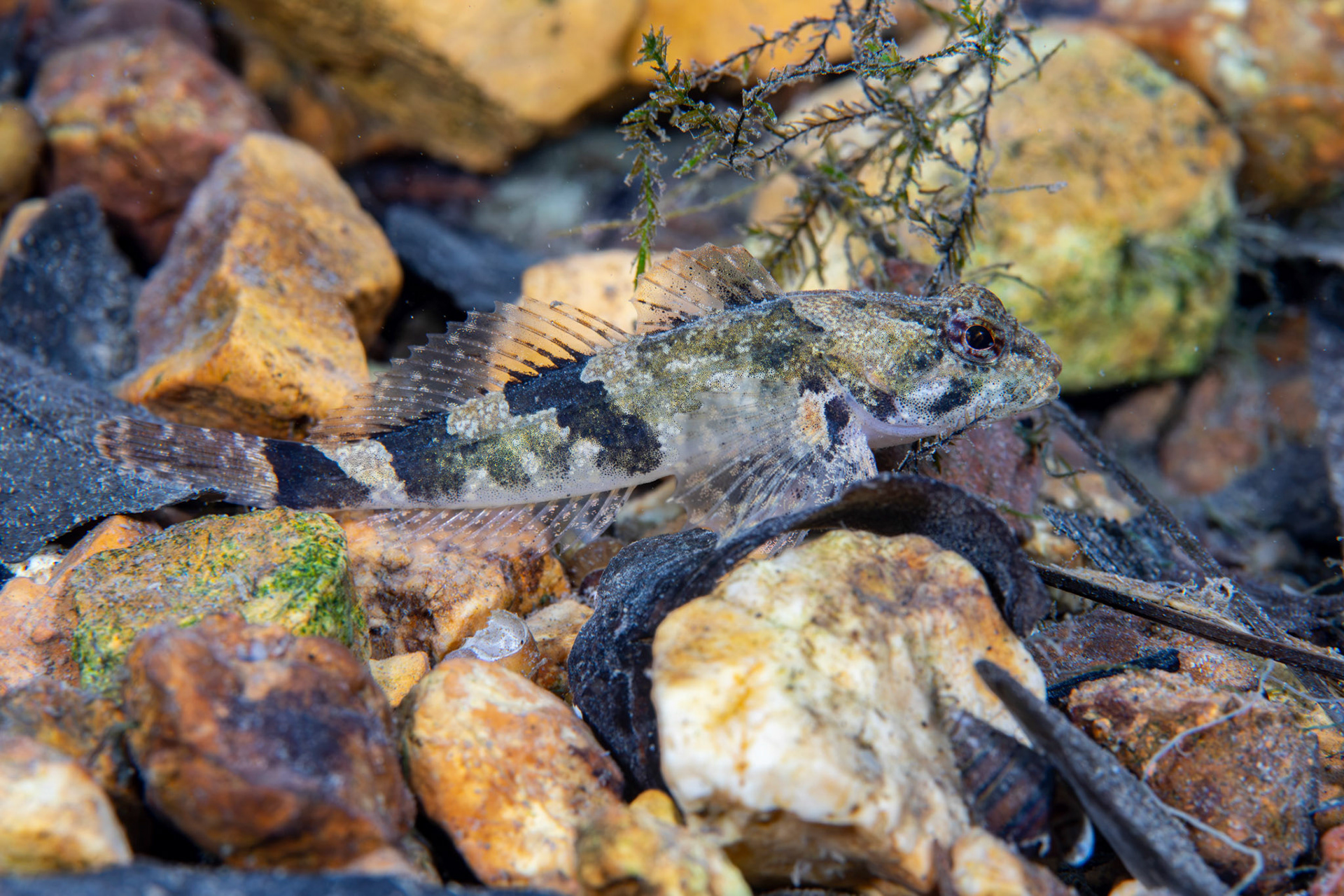 Banded Sculpin