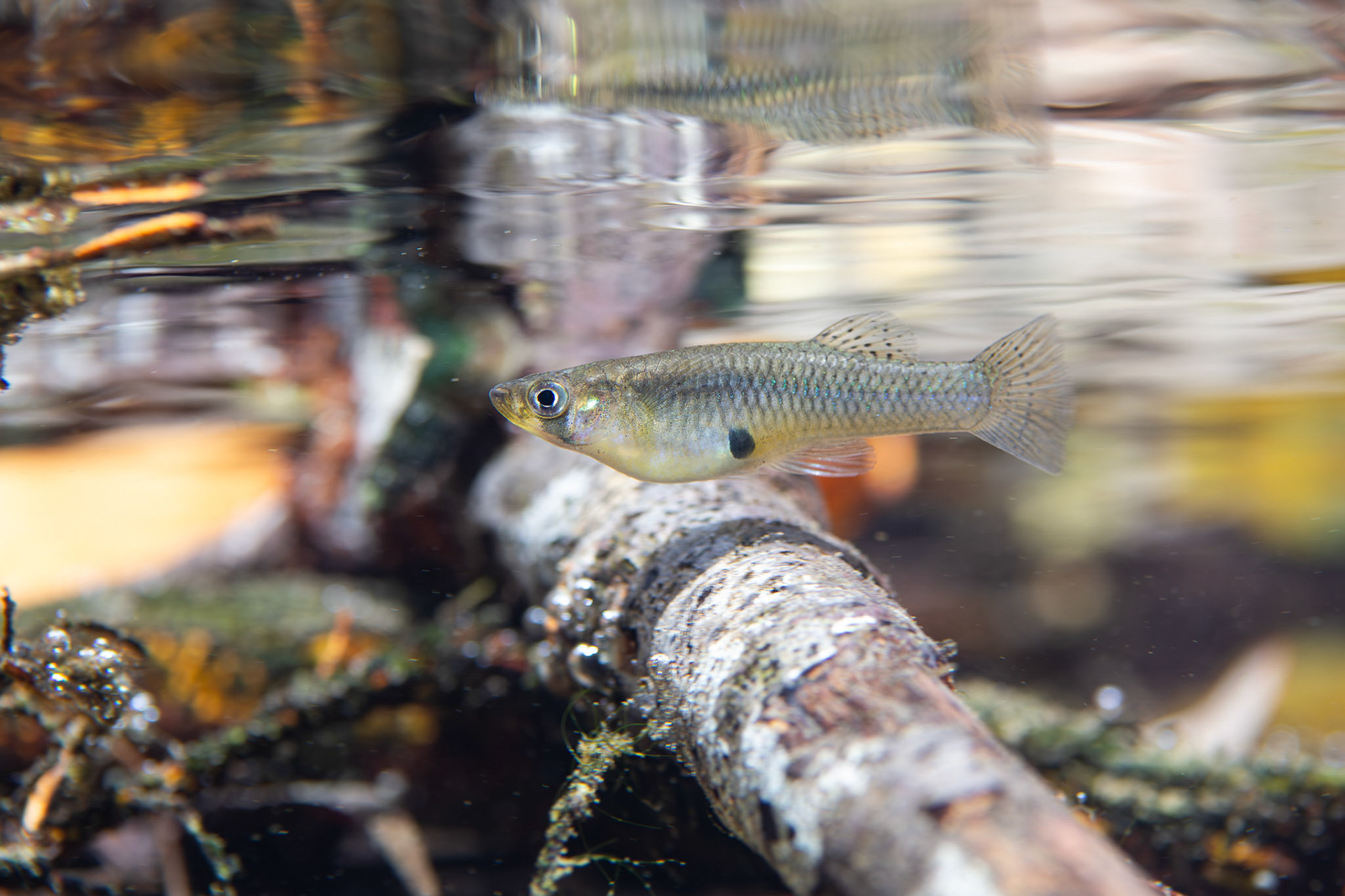Eastern Mosquitofish