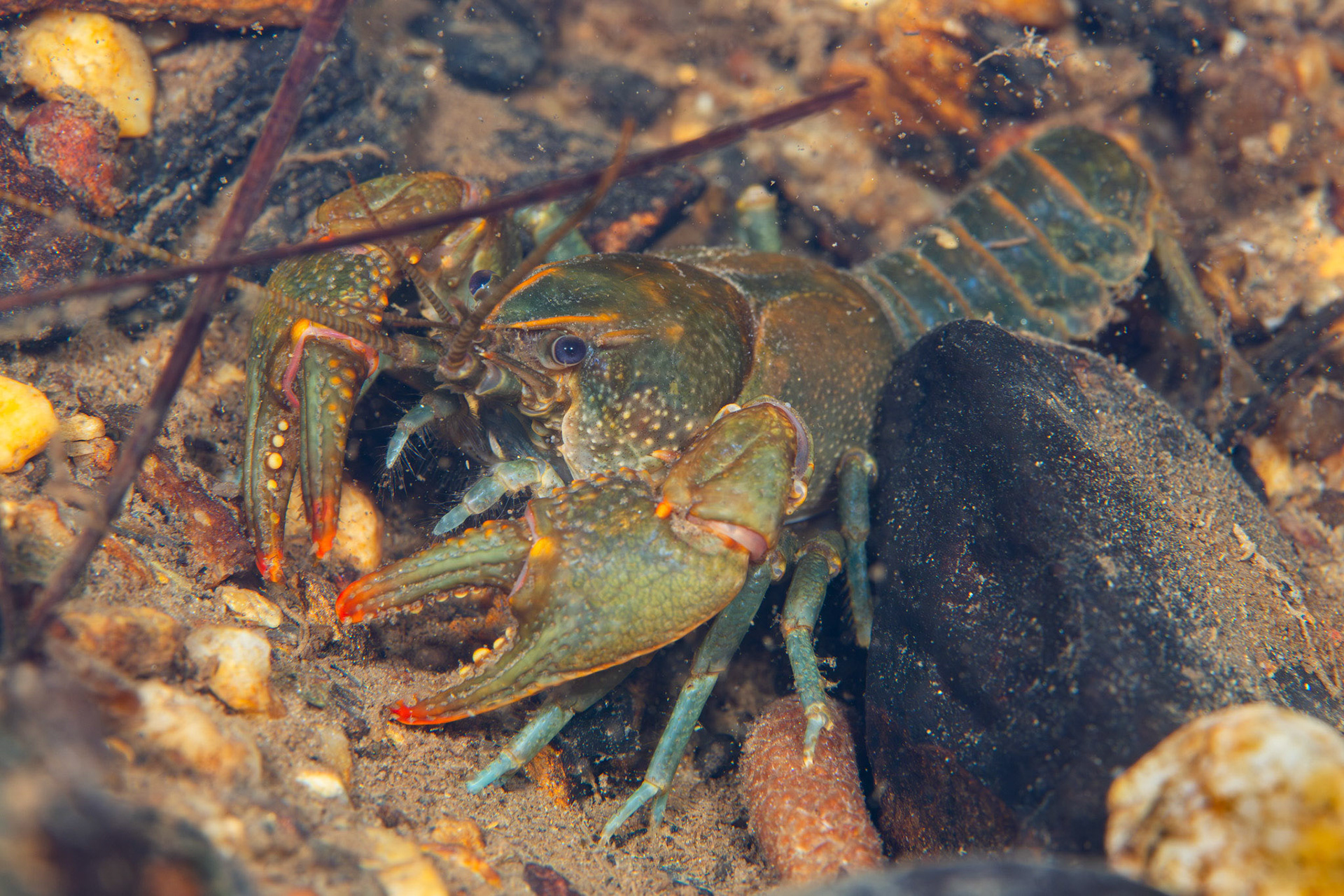 Cambarus sp.