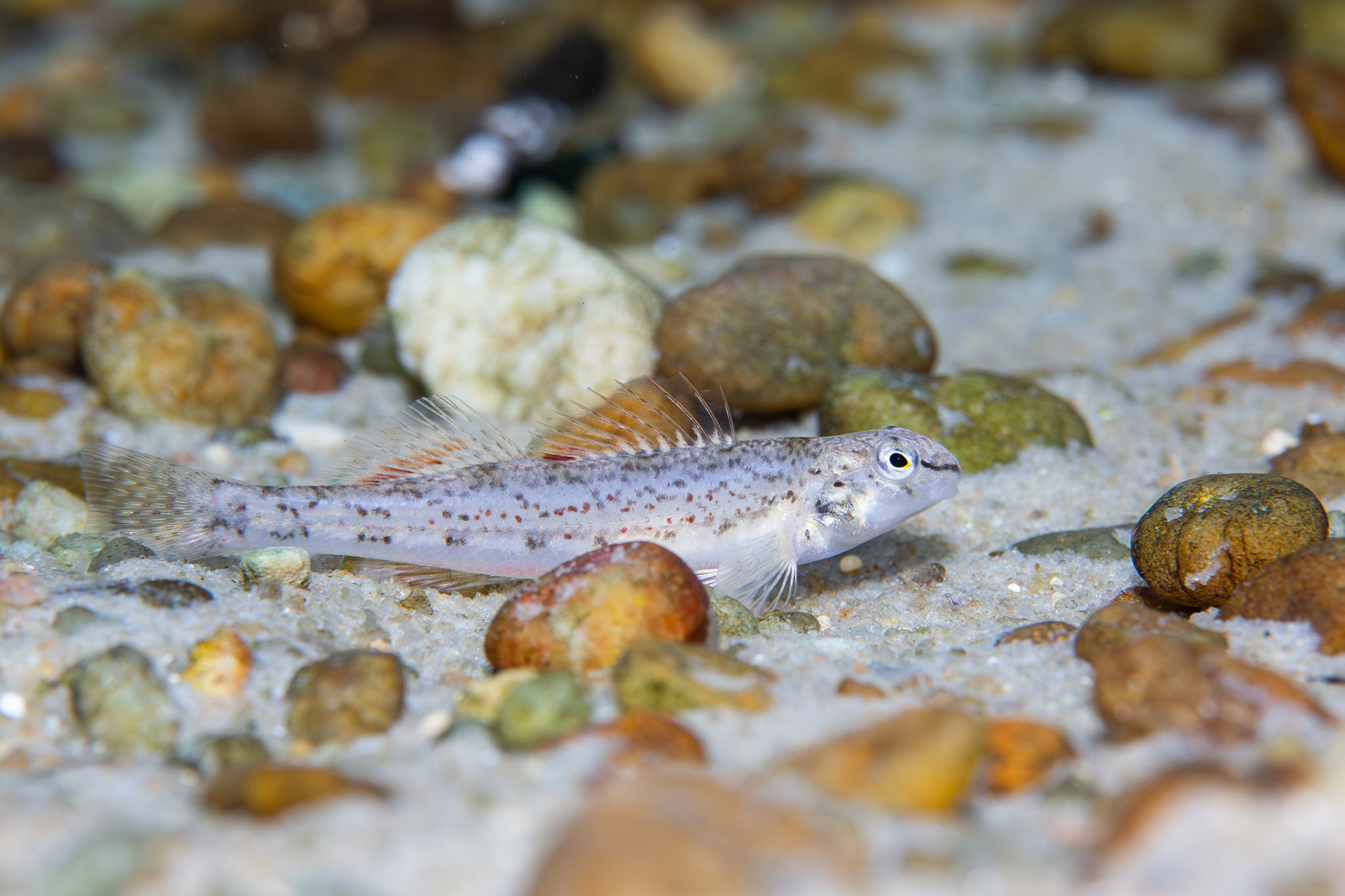 Coastal Darter