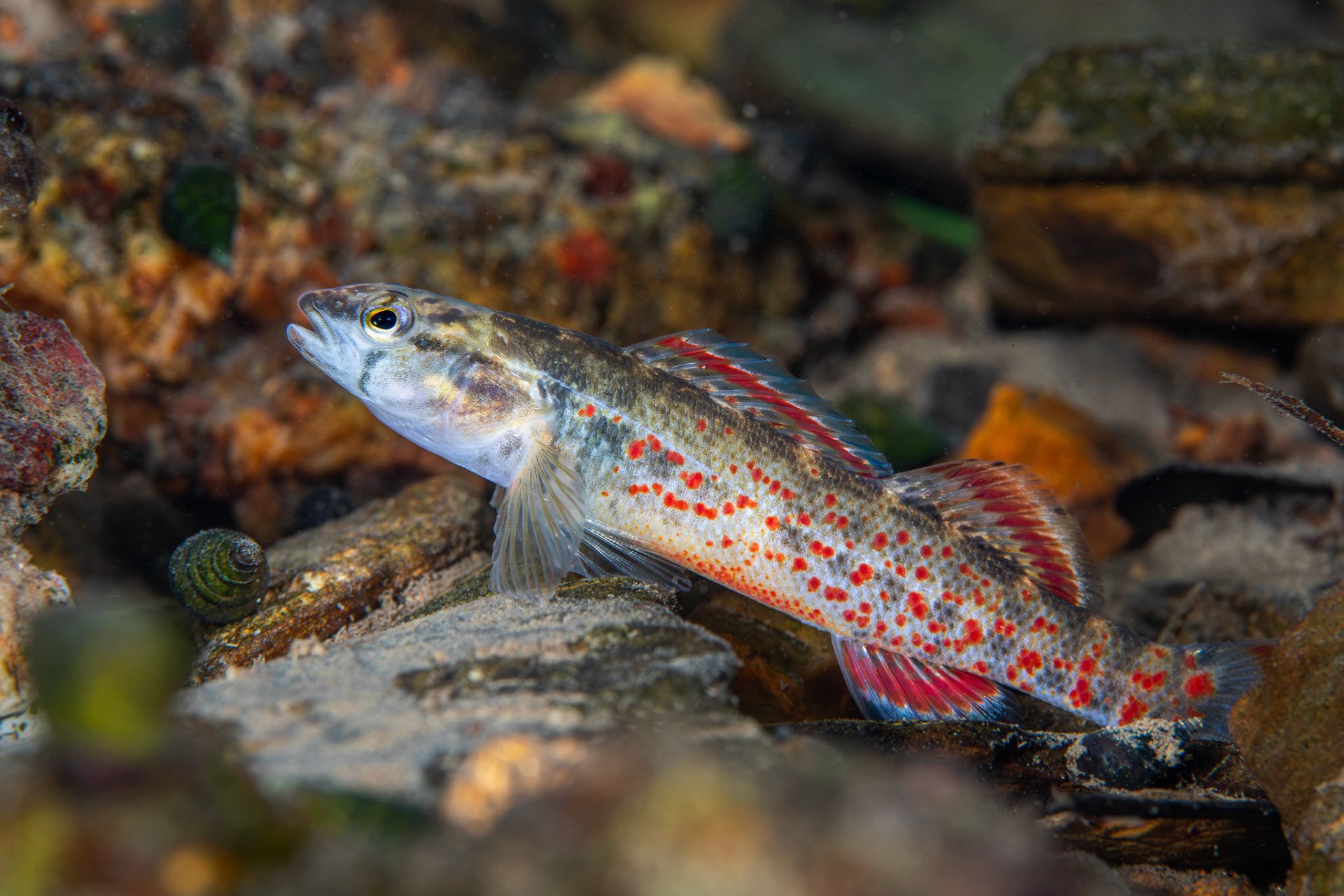 Redspot Darter