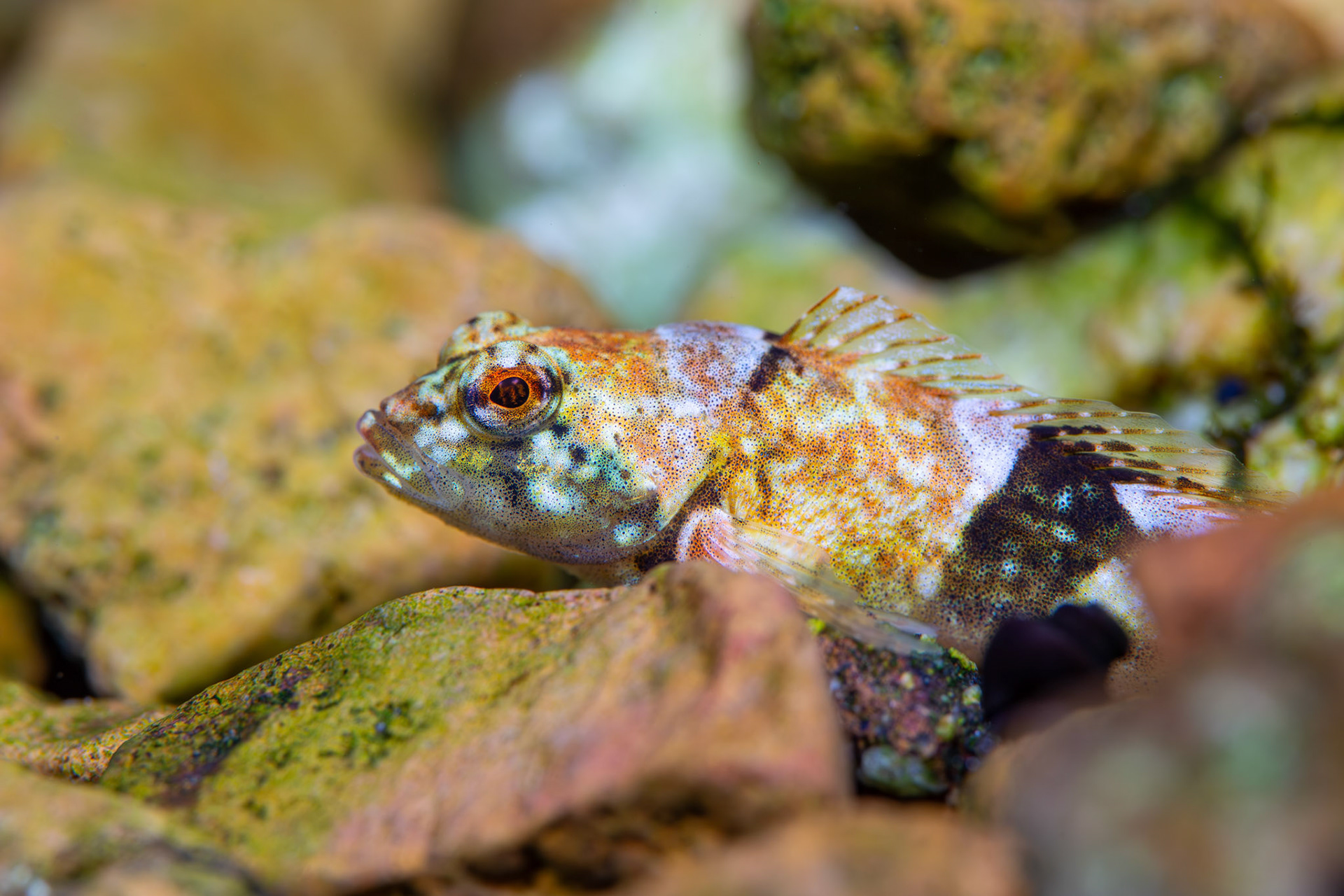 Pygmy Sculpin
