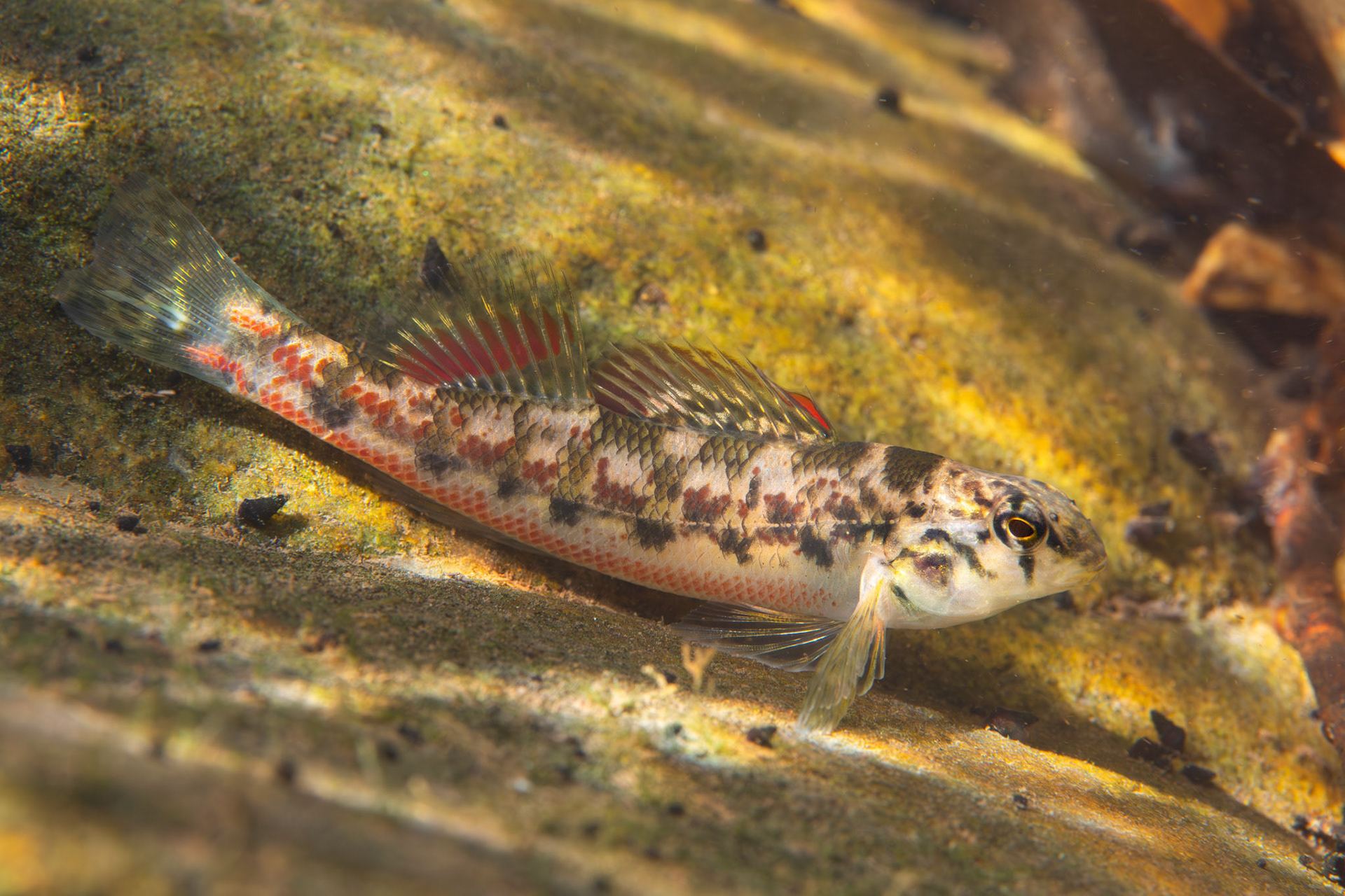 Vermilion Darter (Etheostoma chermocki)