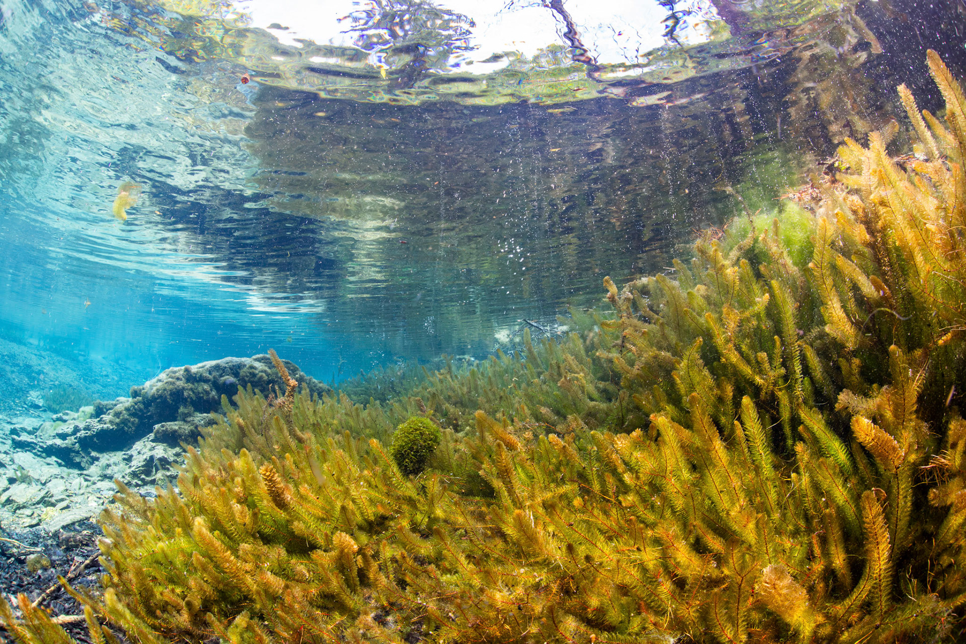 Bay Spring