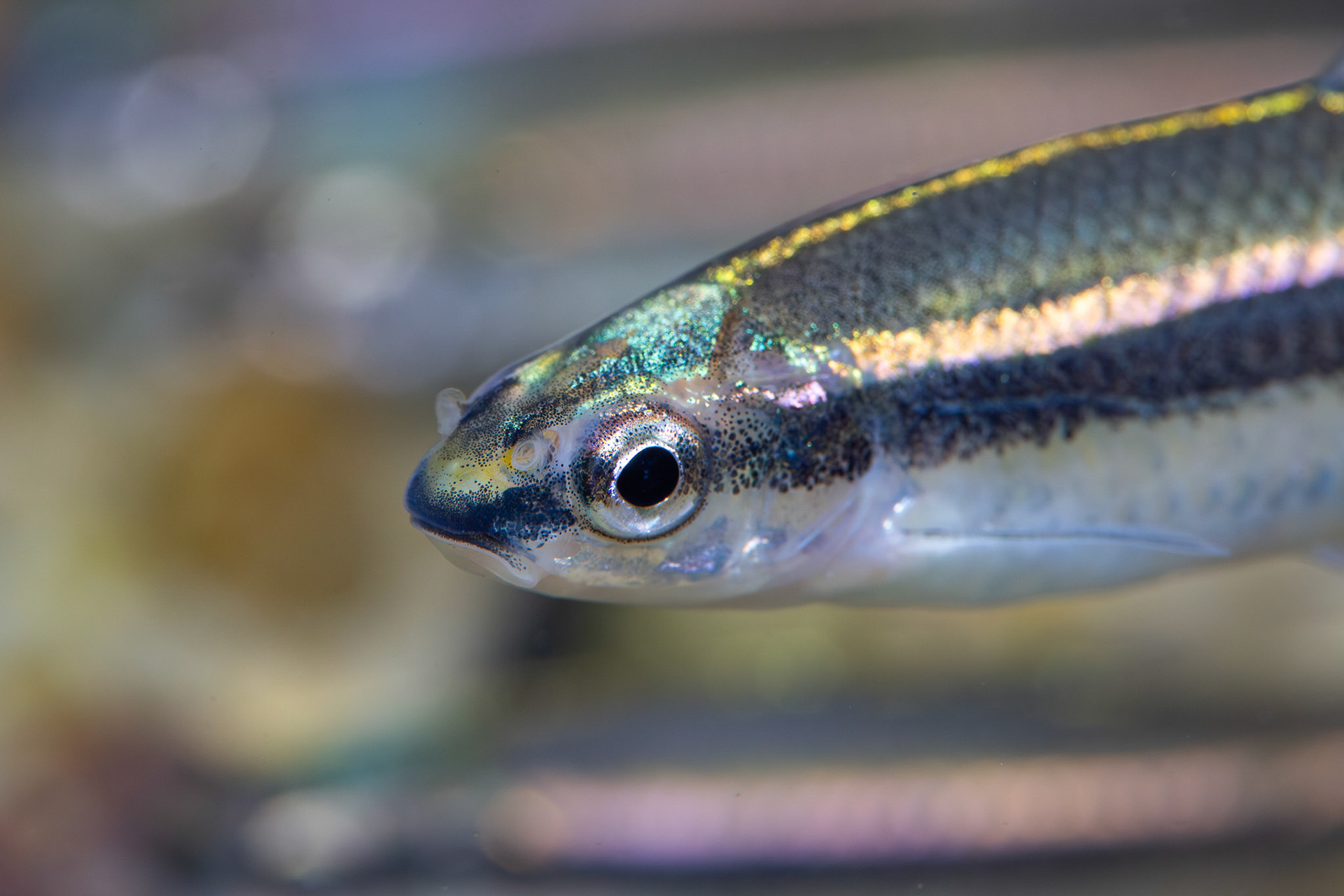 Redeye Chub