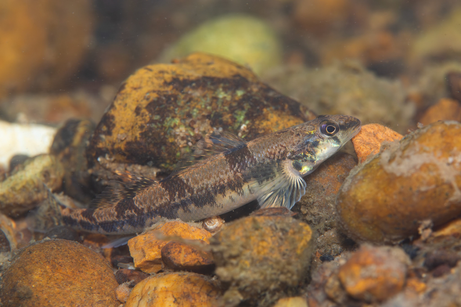 Saddleback Darter