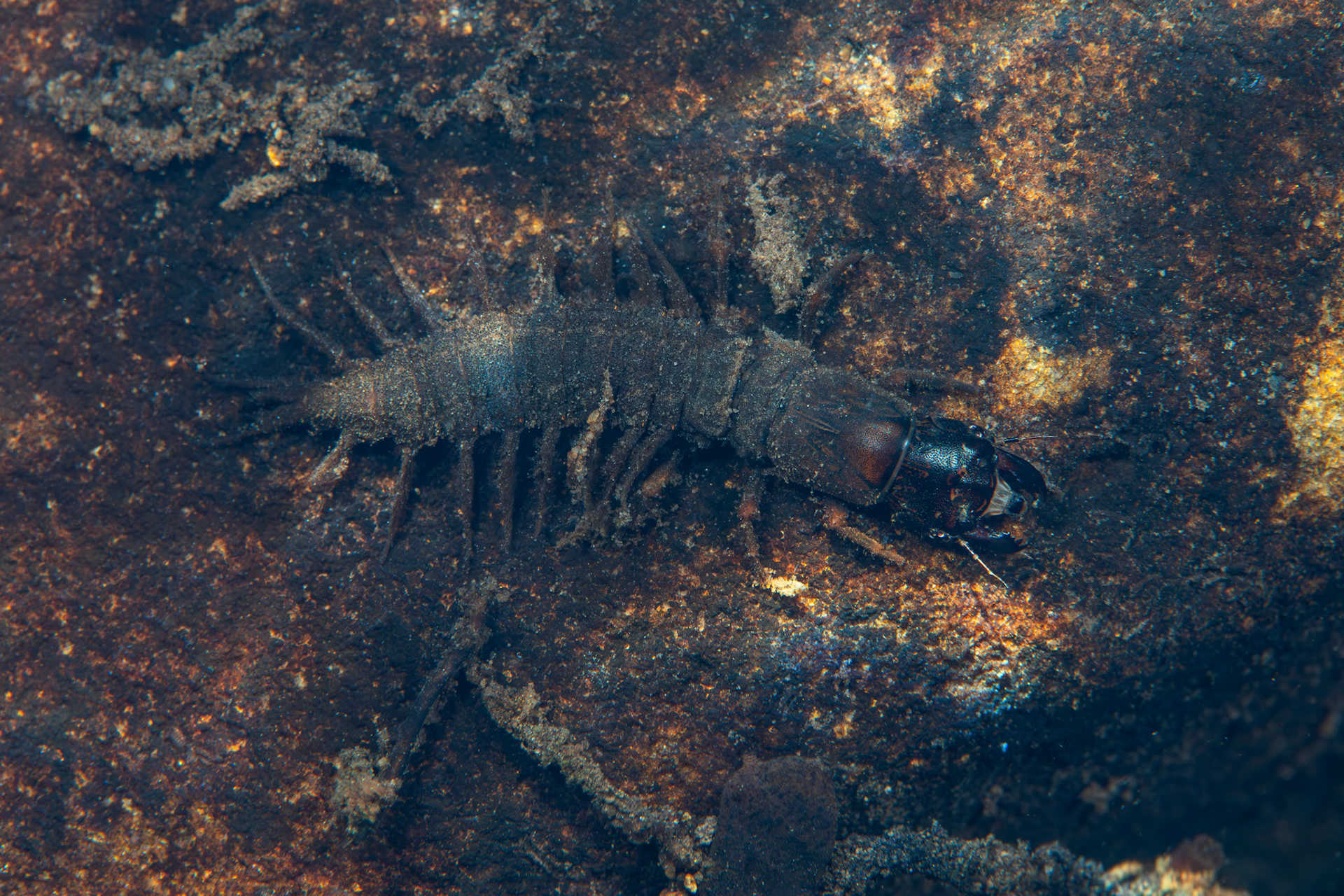 Hellgrammite