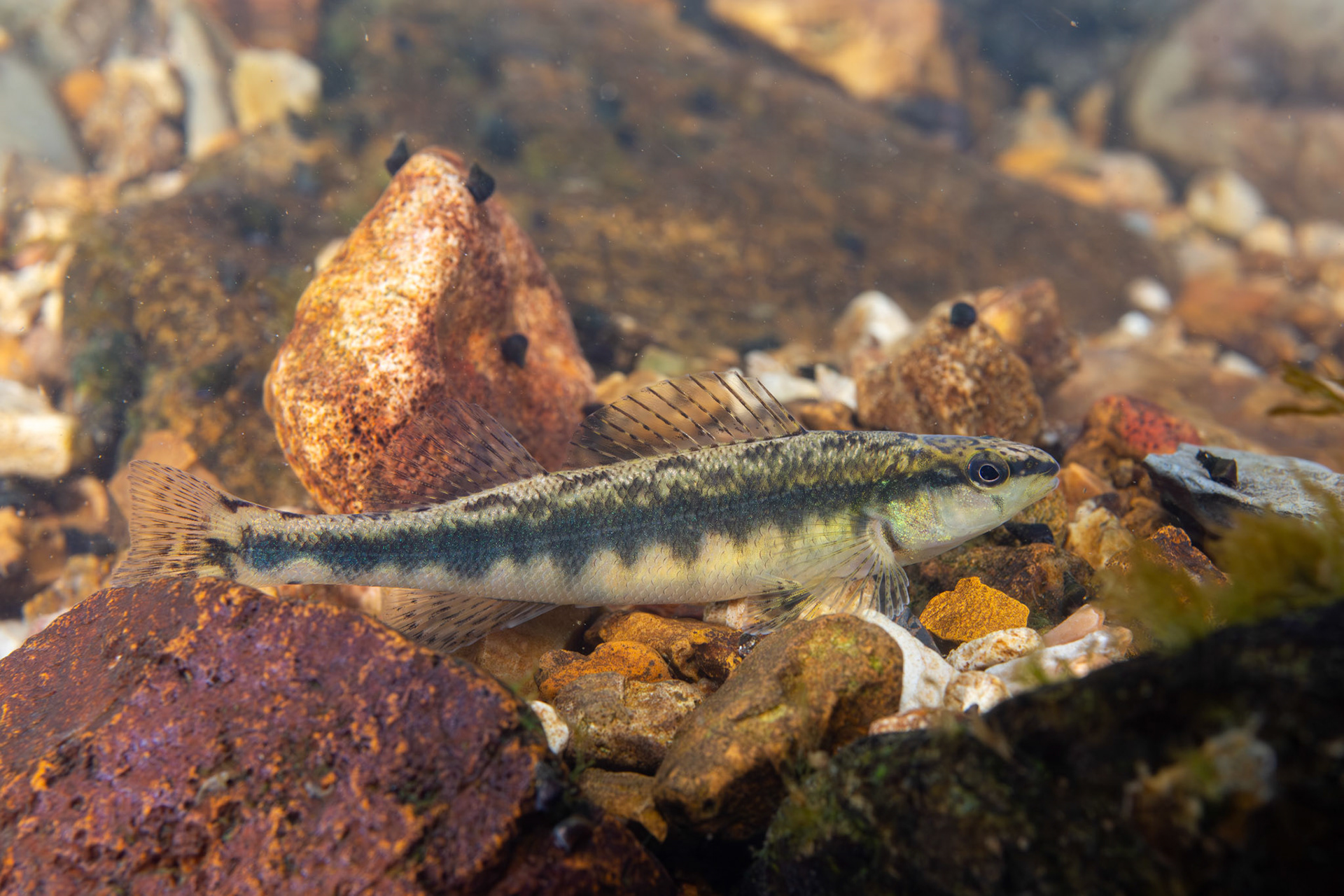 Blackbanded Darter (Percina nigrofasciata)