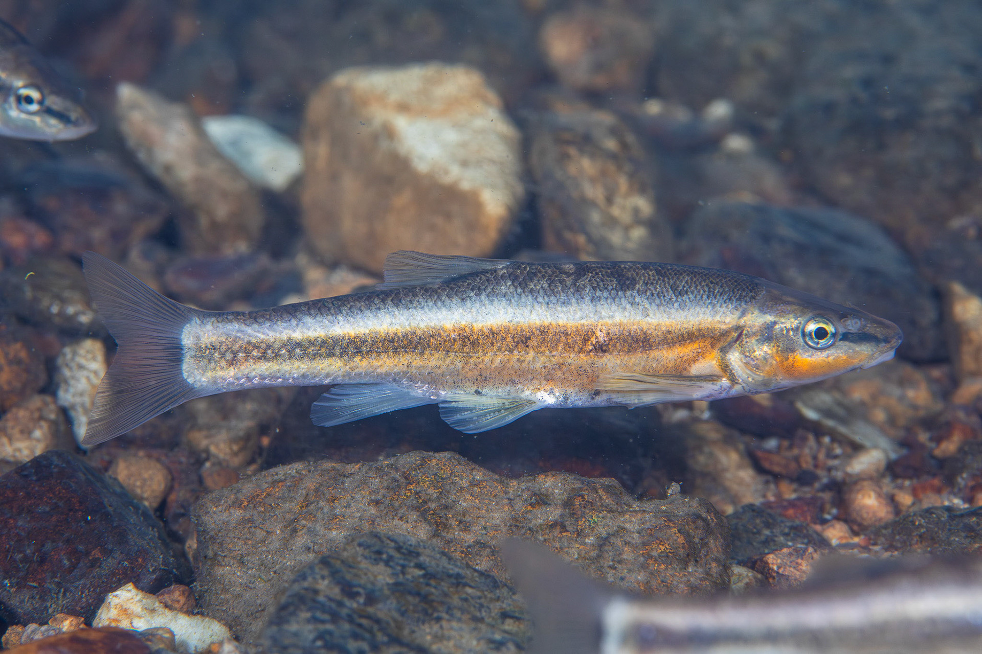 Western Blacknose Dace