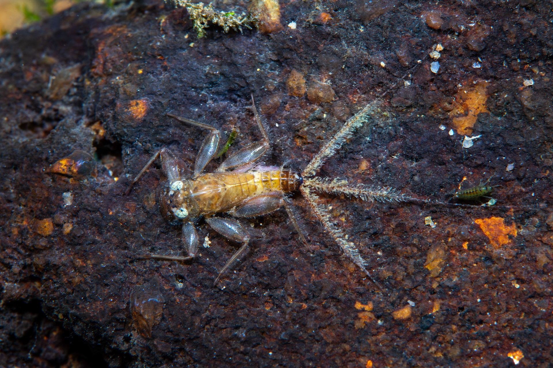 Stream Mayfly