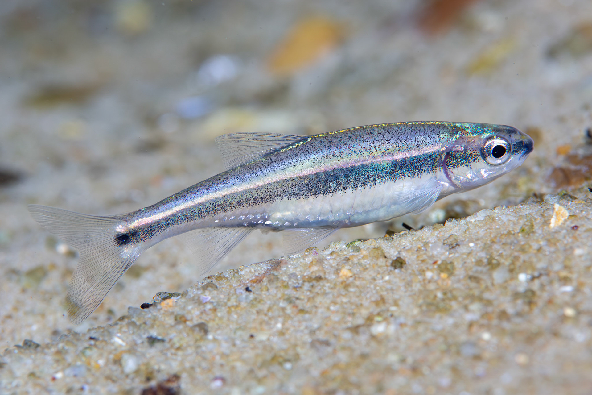 Redeye Chub