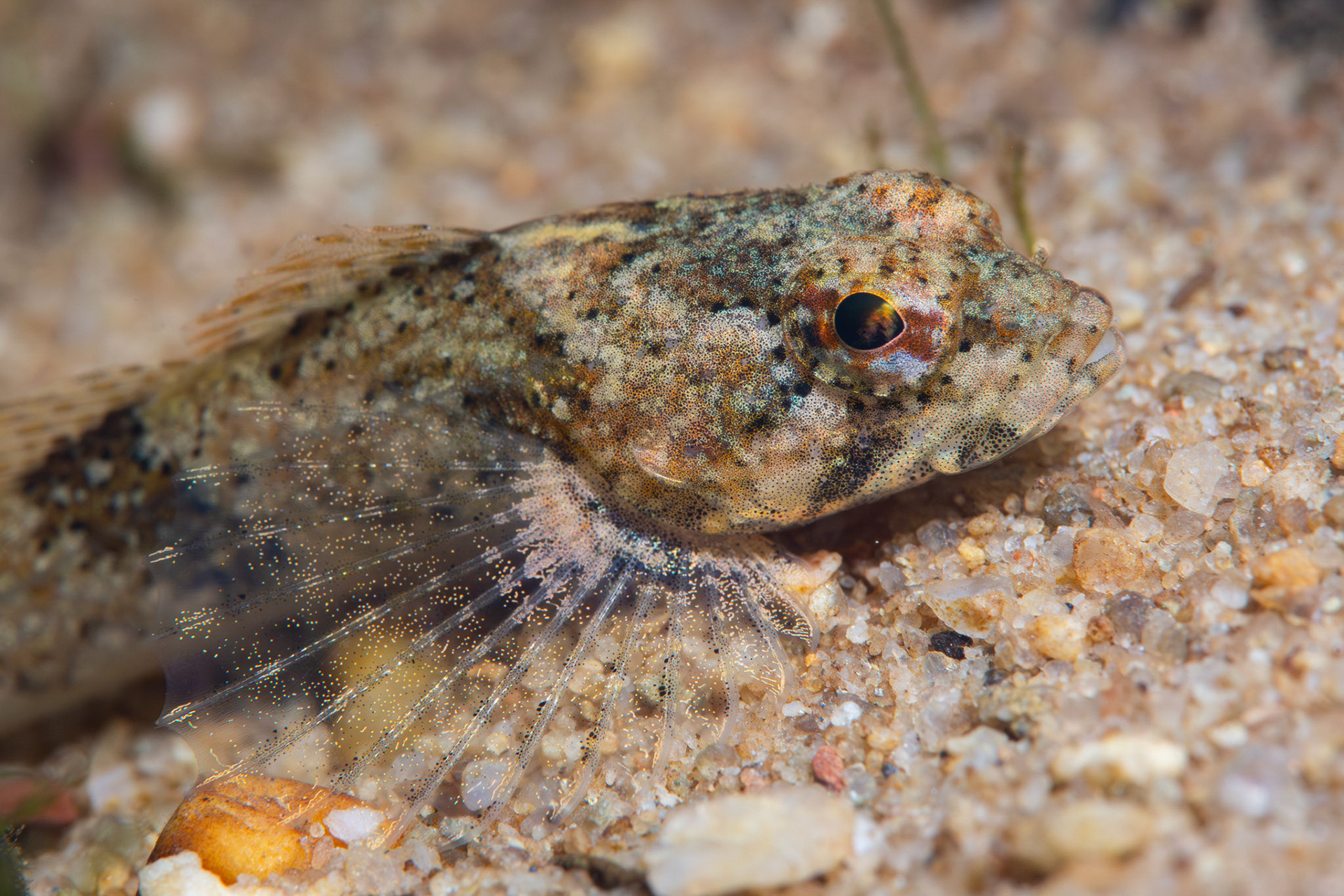 Banded Sculpin