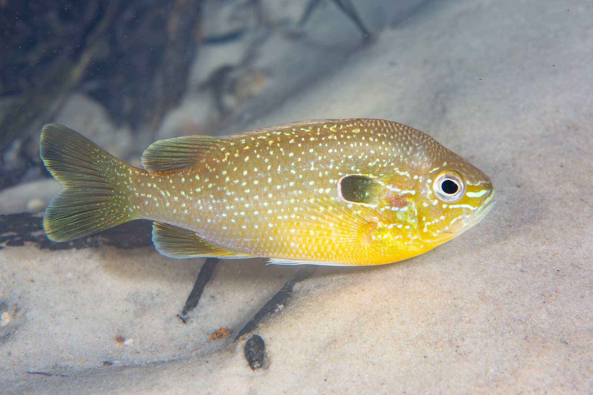 Gulf Longear Sunfish