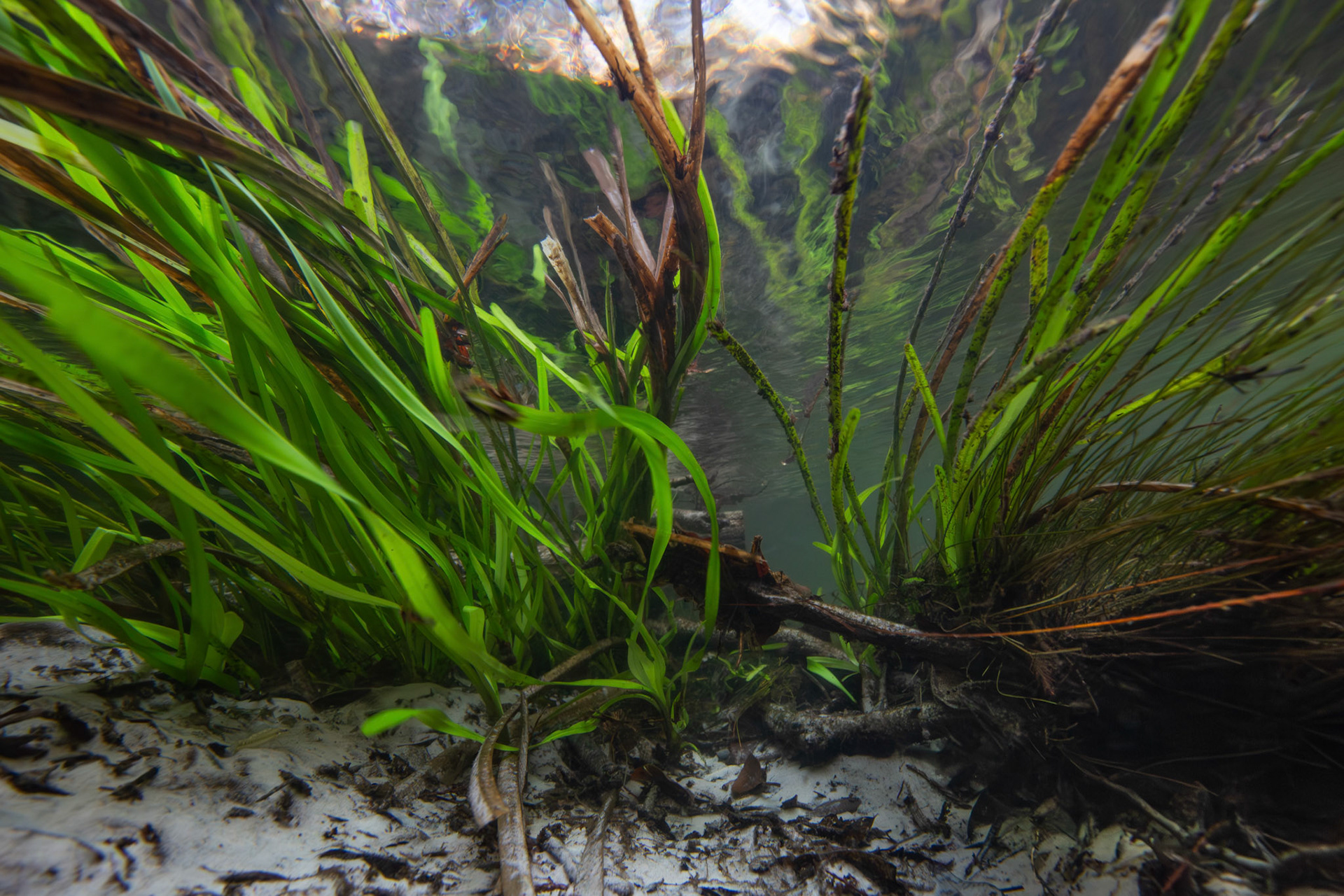 Tapegrass (Vallisneria sp.)