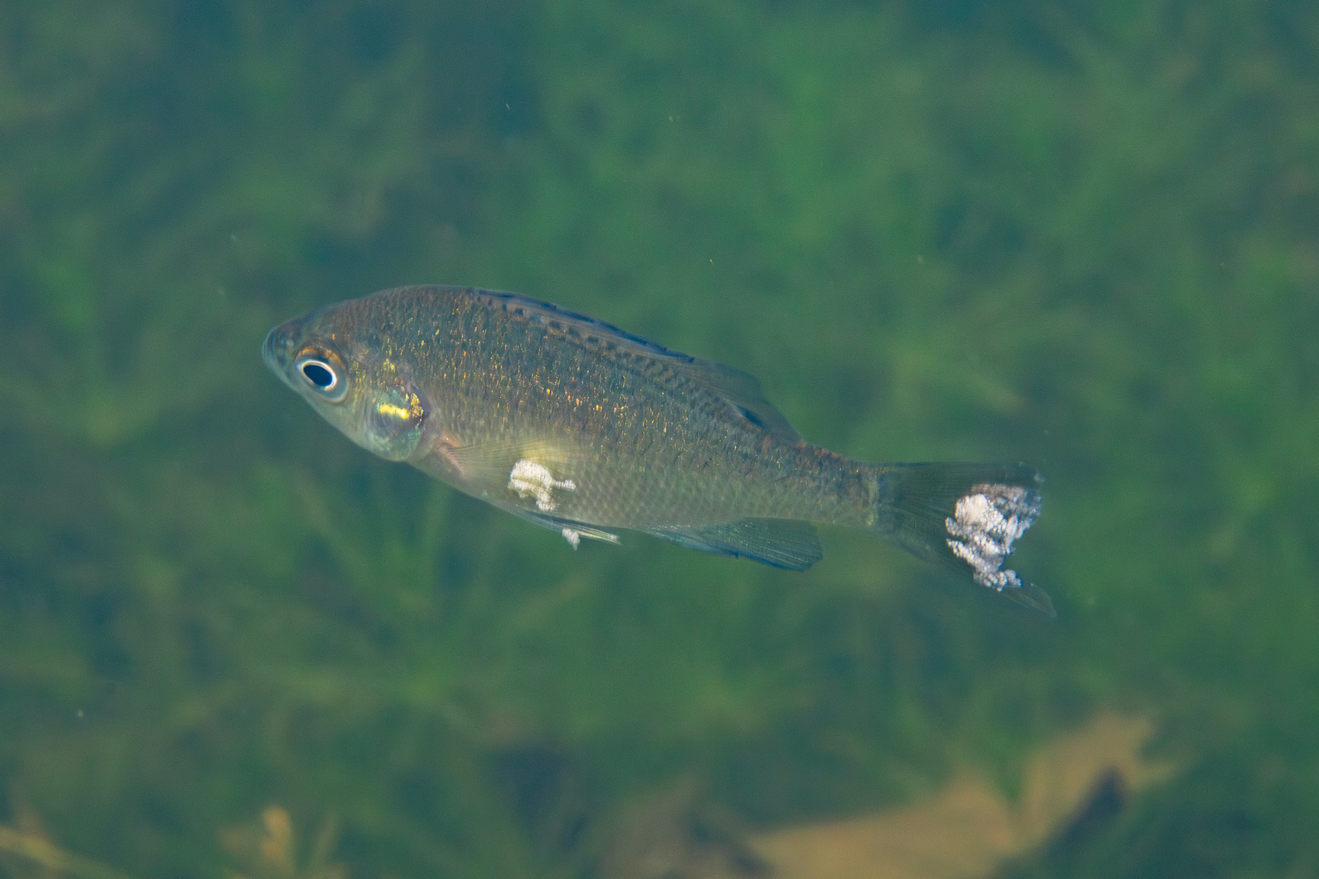 Blue Gill