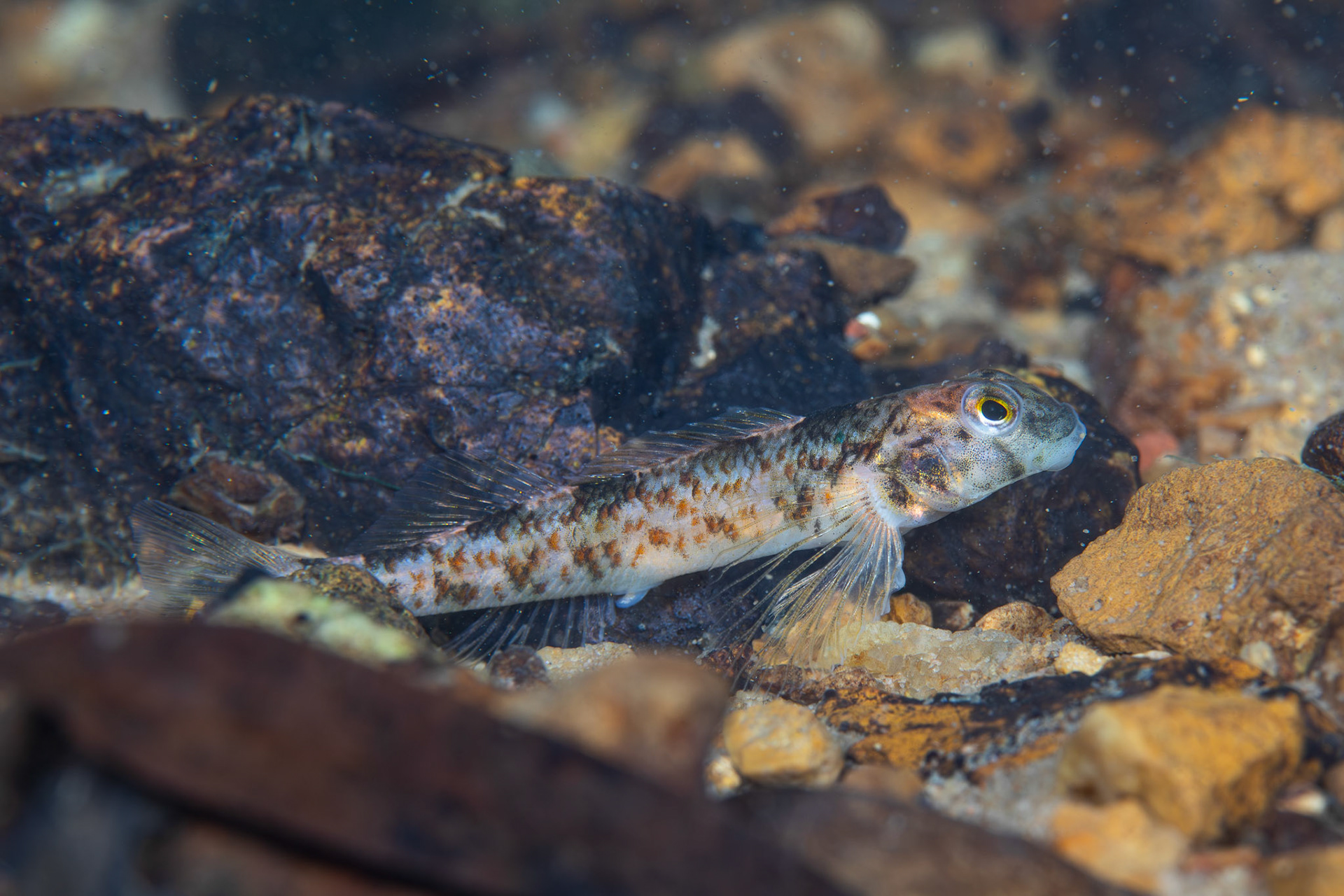 Rock Darter