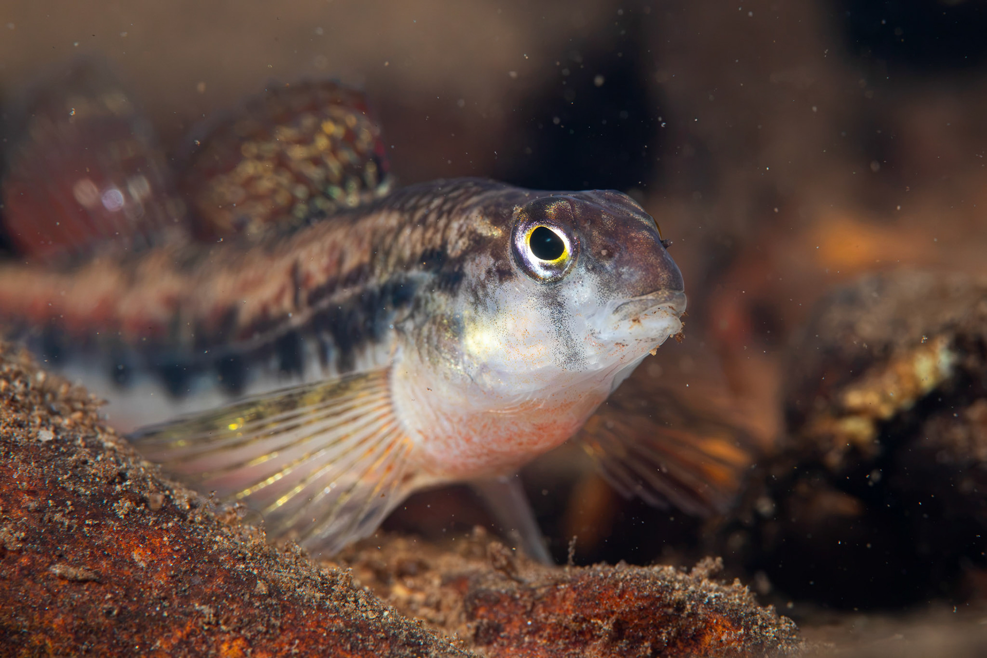 Blackstripe Snubnose Darter
