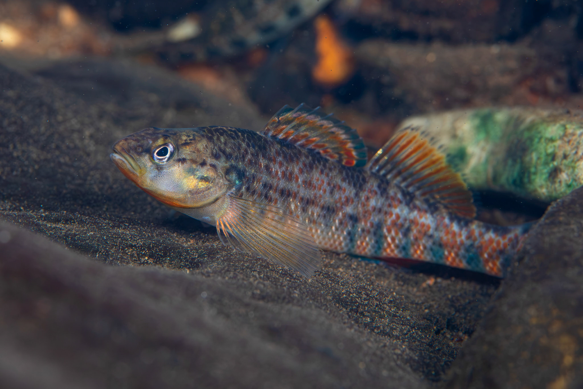 Rainbow Darter