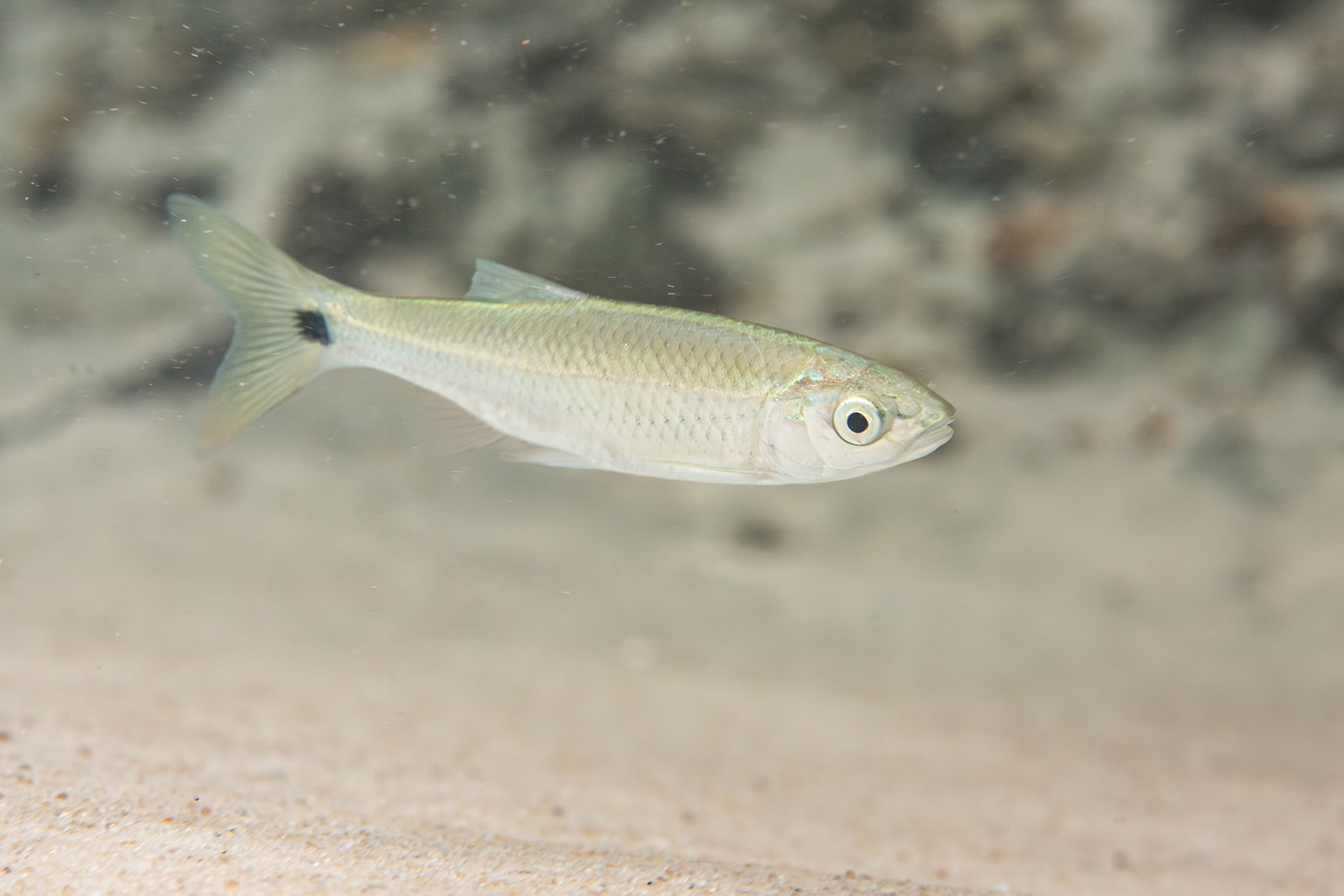 Apalachicola Blacktail Shiner