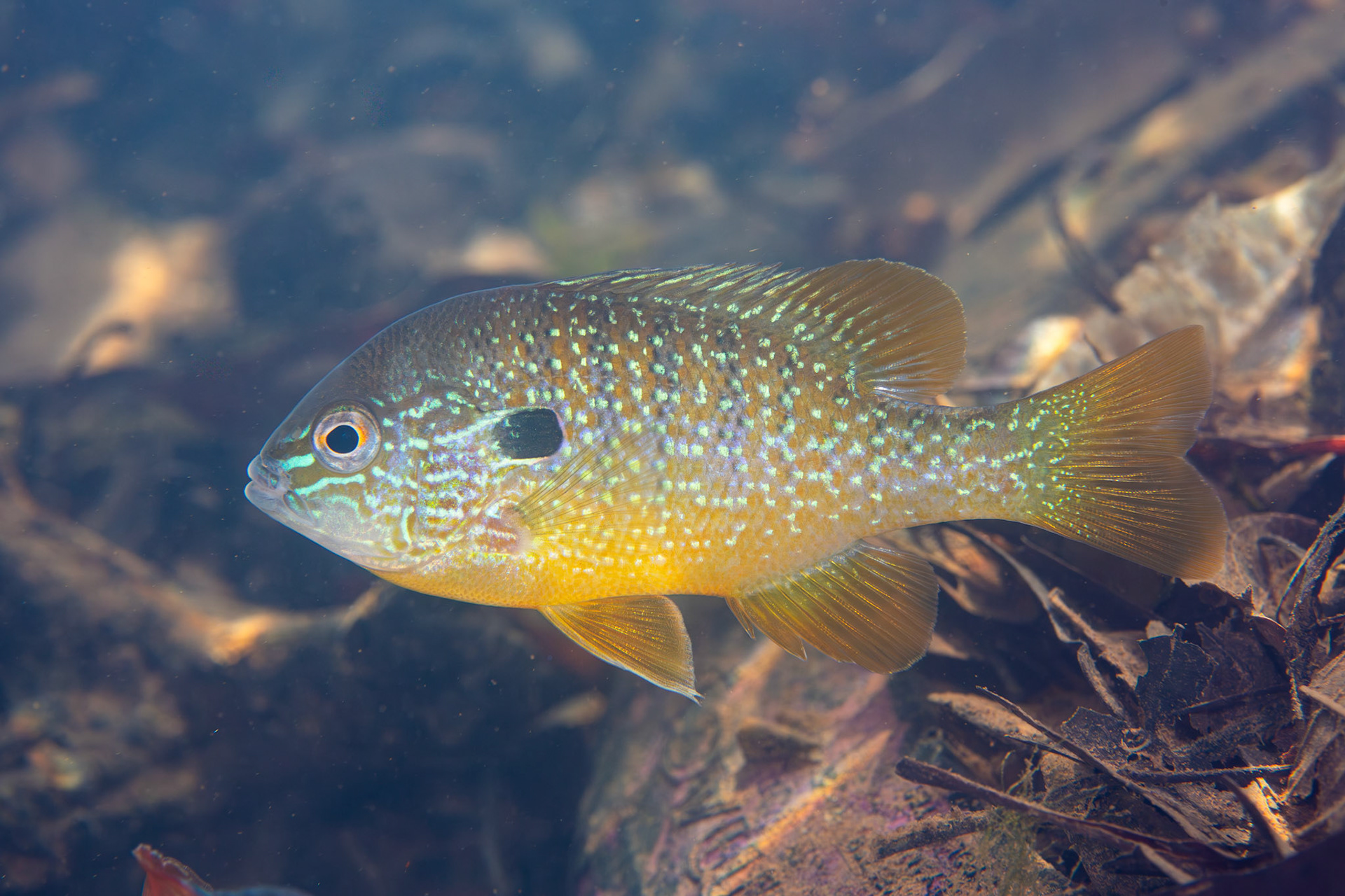 Gulf Longear Sunfish (Lepomis solis)