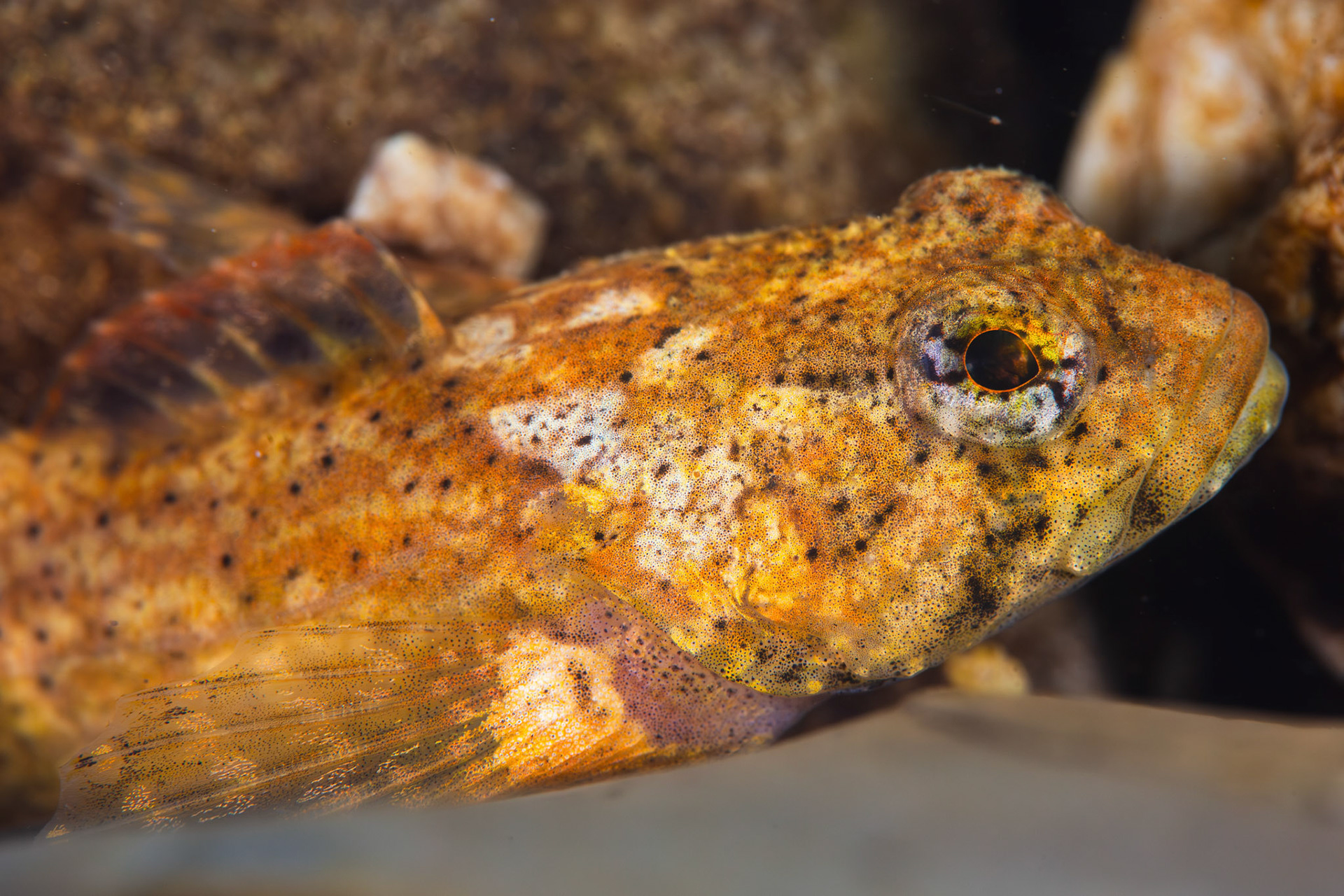 Banded Sculpin (Cottus carolinae)