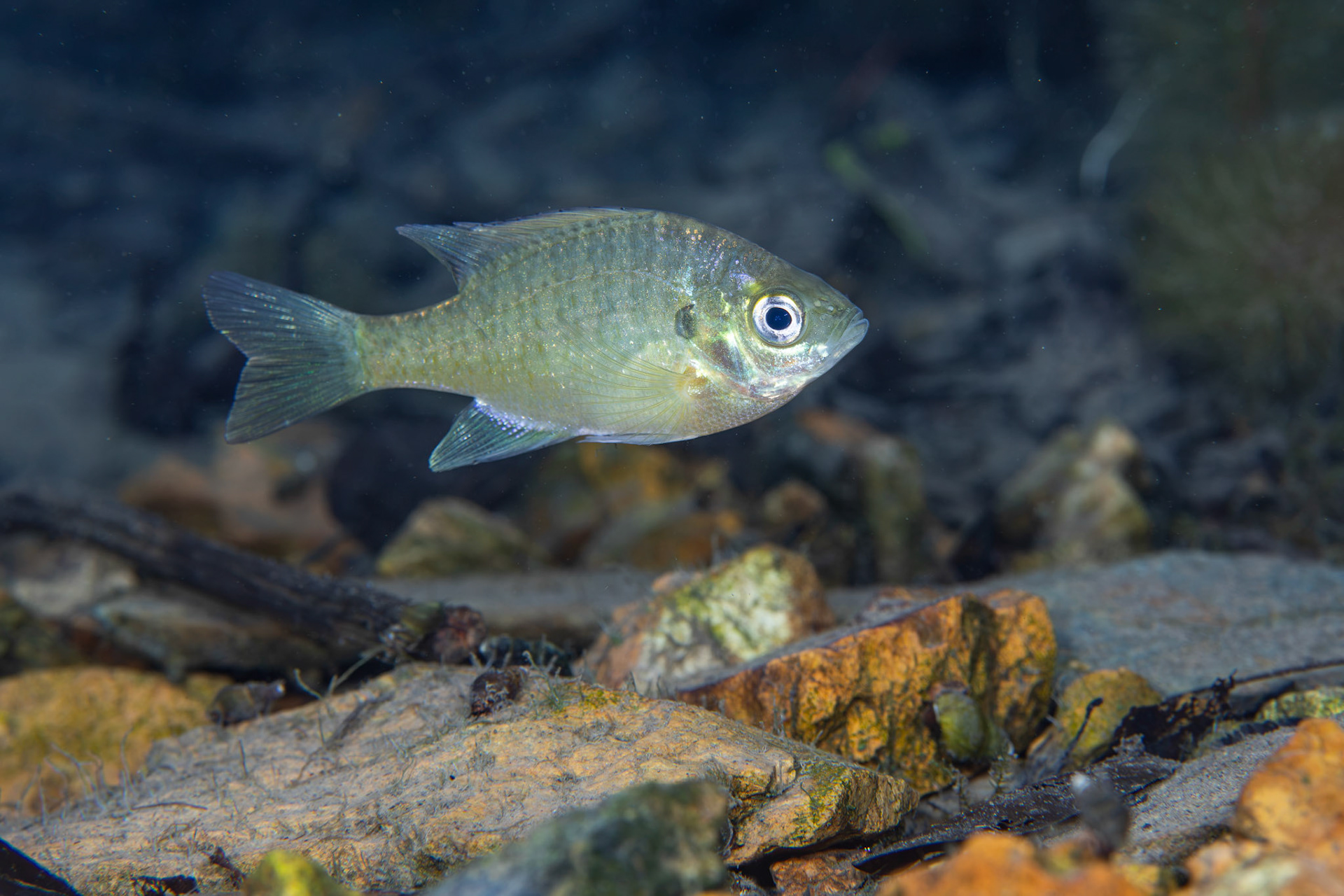 Bluegill