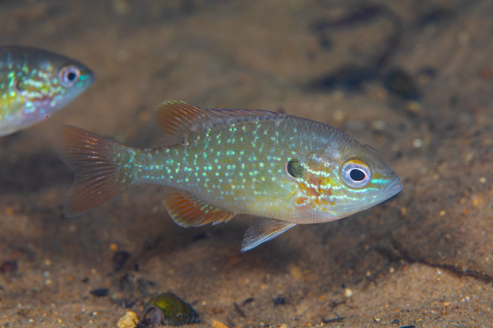 Lepomis sp.