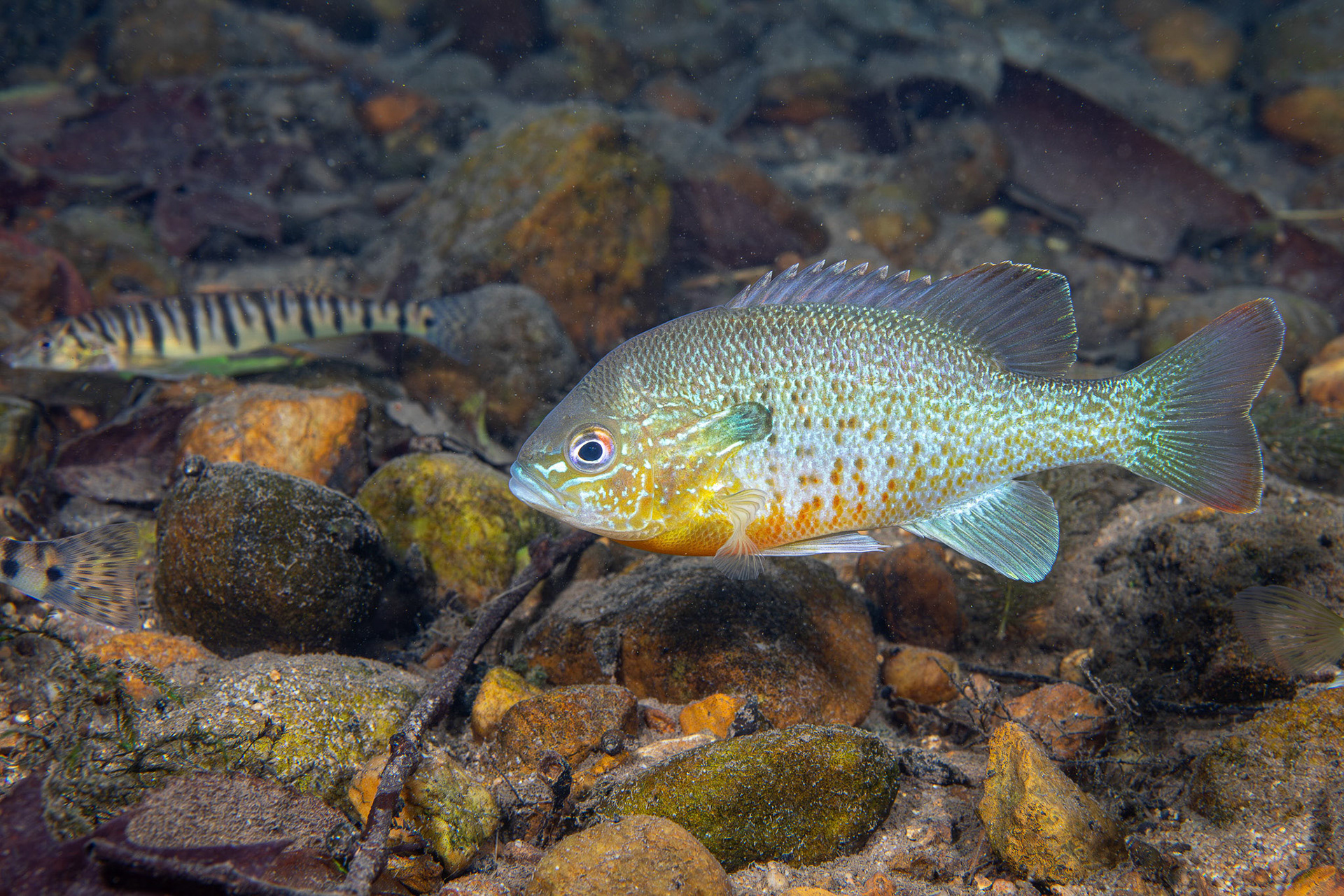Redbreast Sunfish