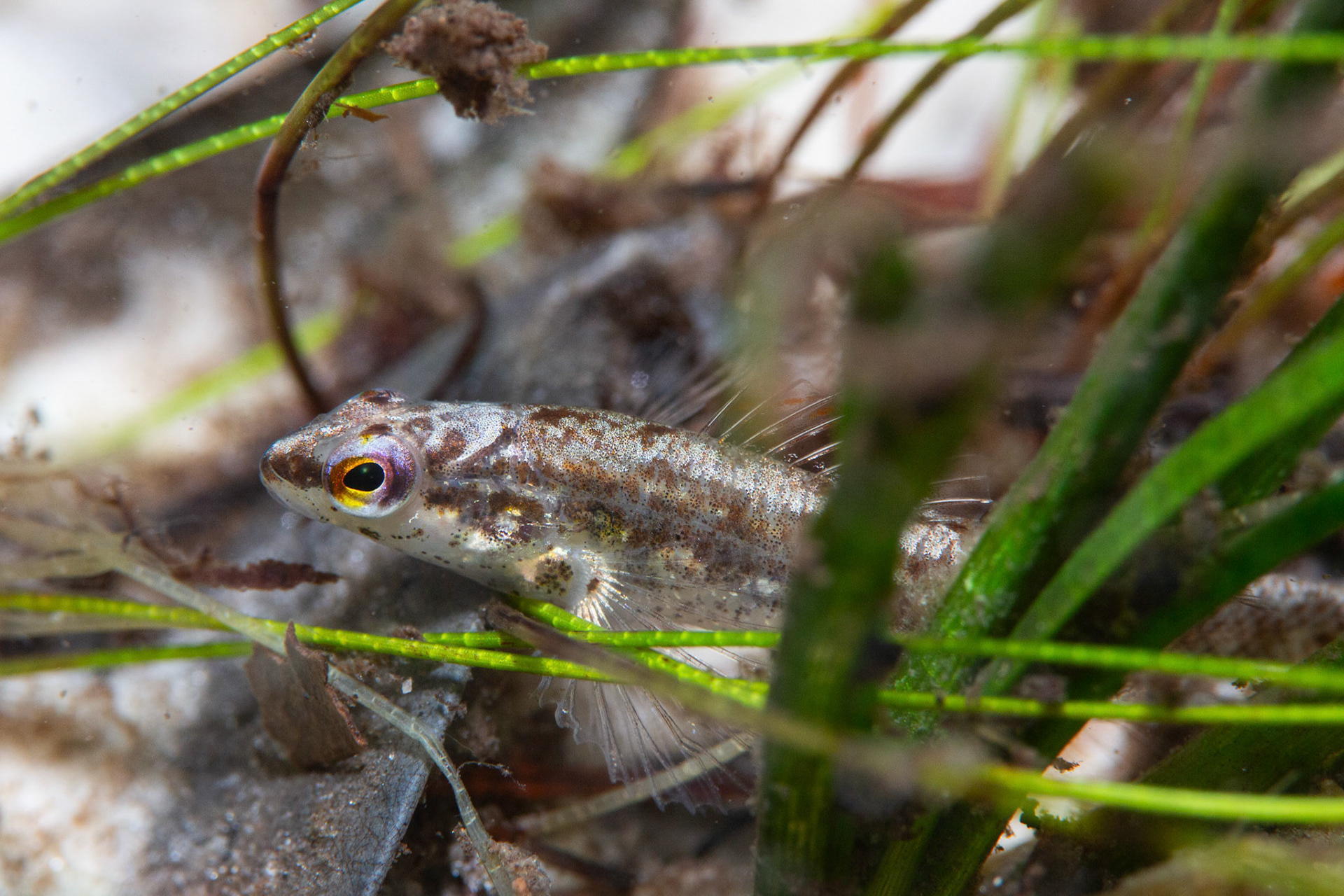 Okaloosa darter (Etheostoma okaloosae)