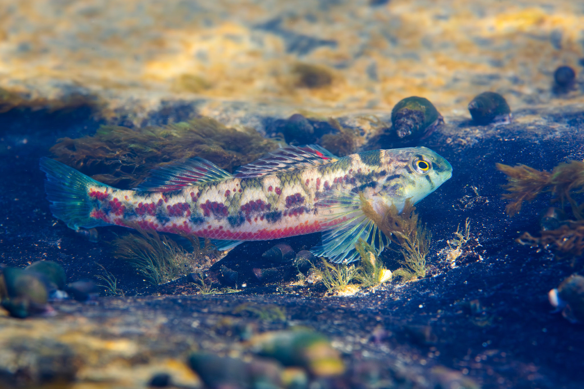 Vermilion darter (Etheostoma chermocki)