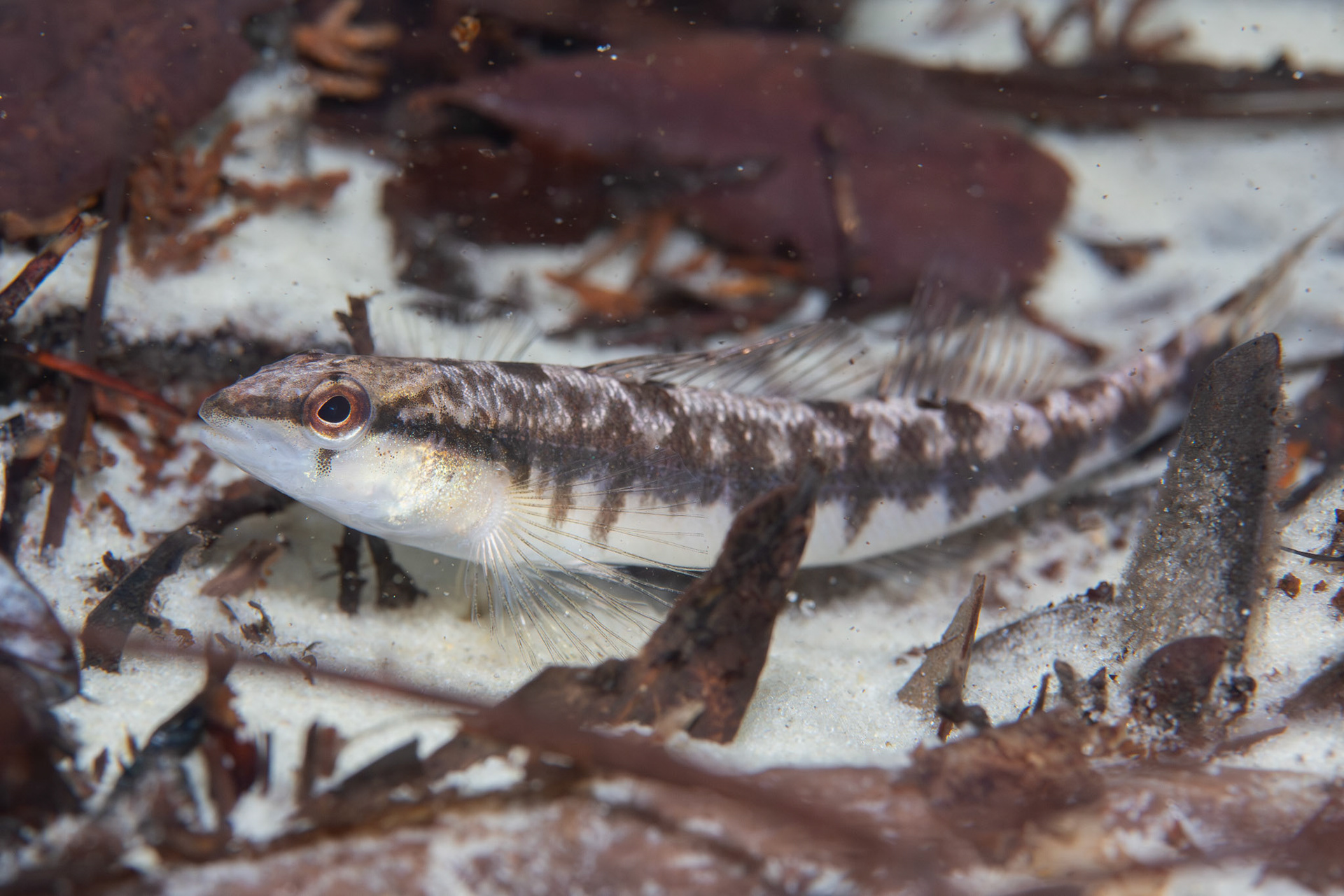 Blackbanded darter (Percina nigrofasciata)