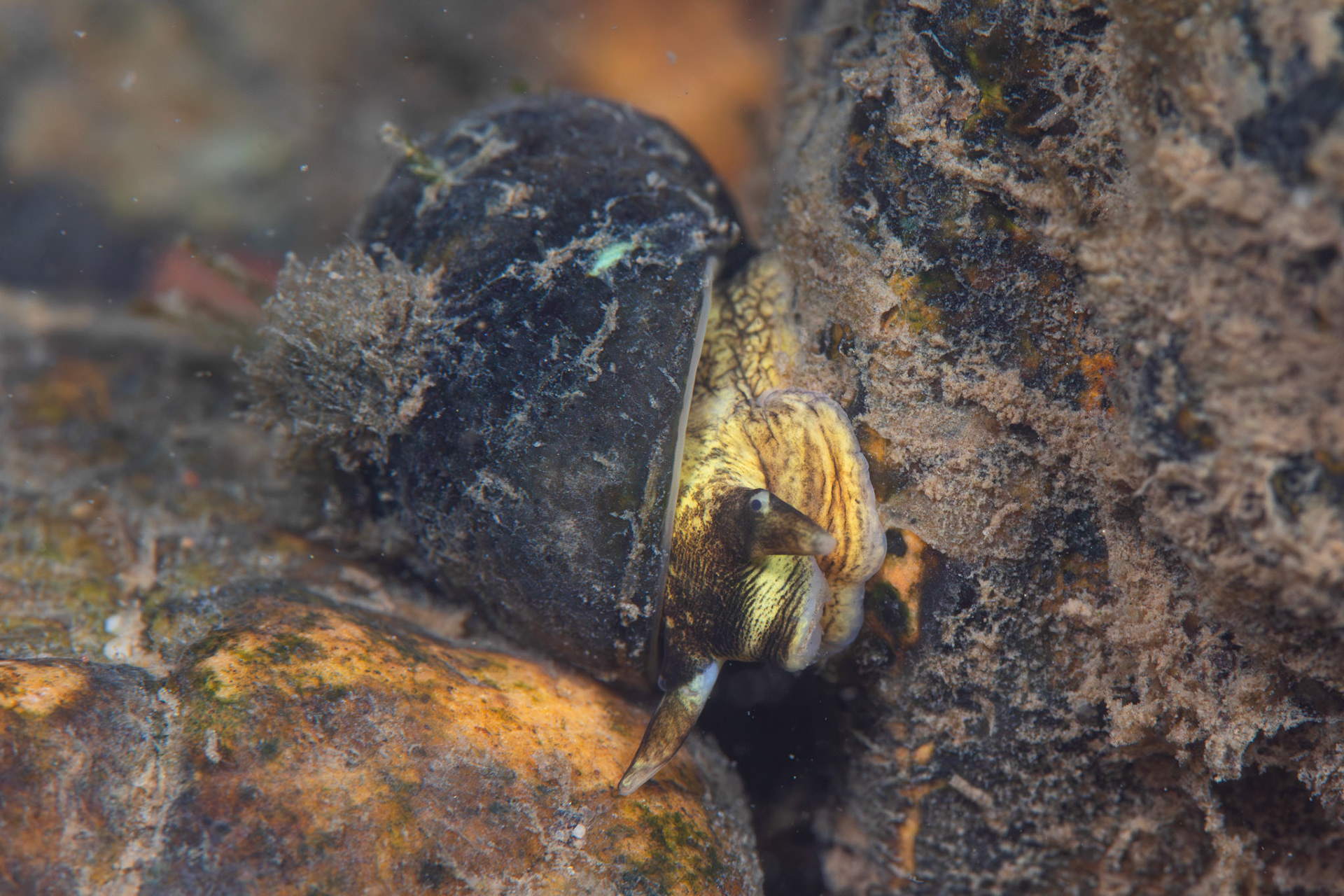 Round Rocksnail