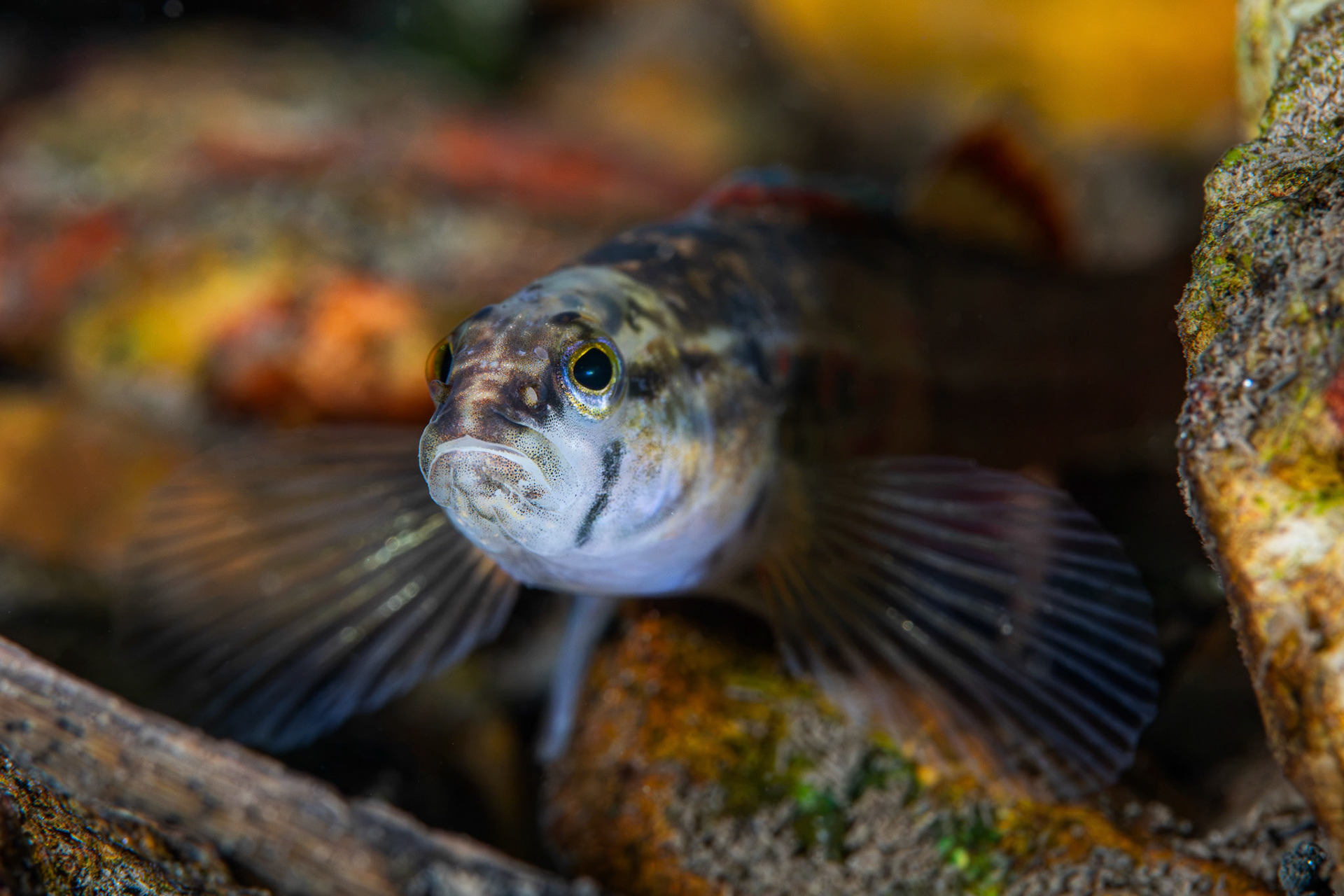 Redspot Darter