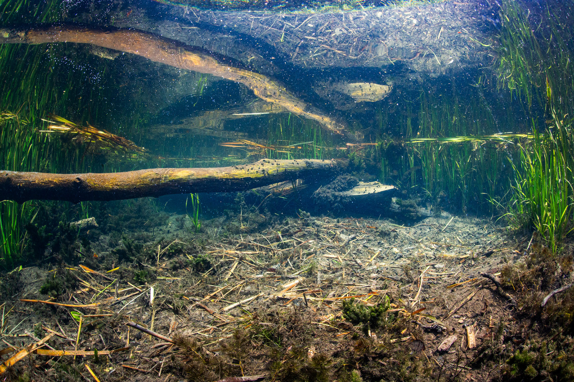Beaver Buffet