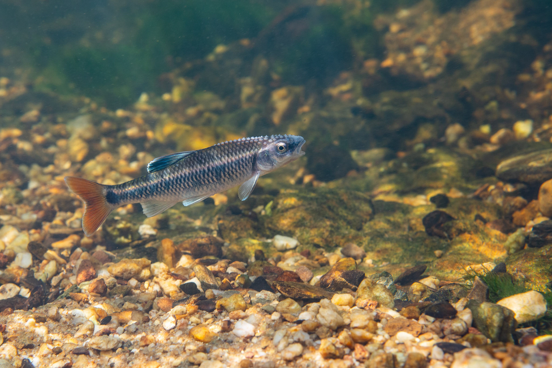Alabama Shiner