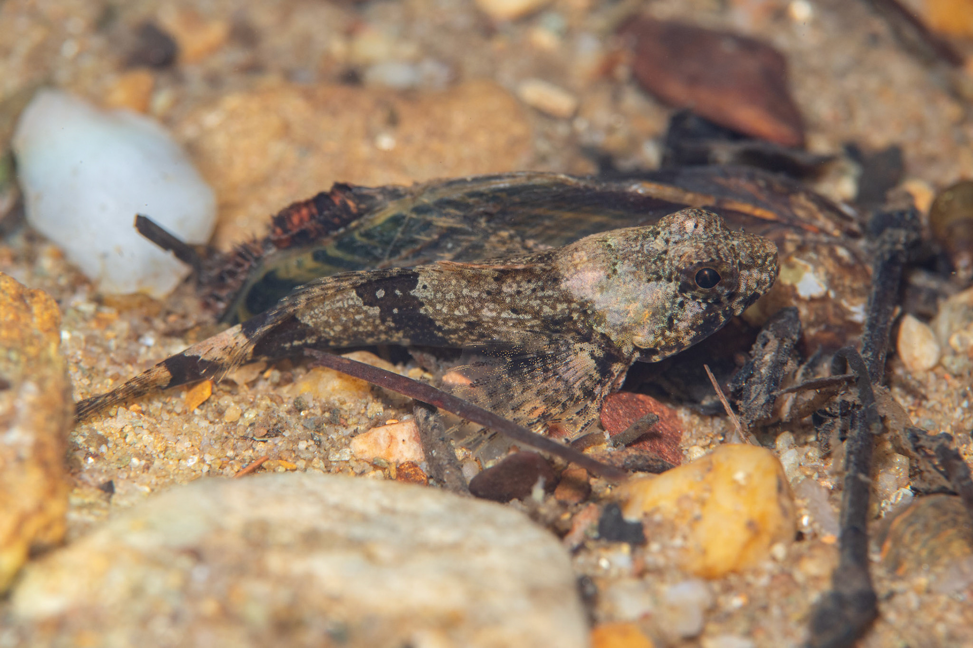 Banded Sculpin