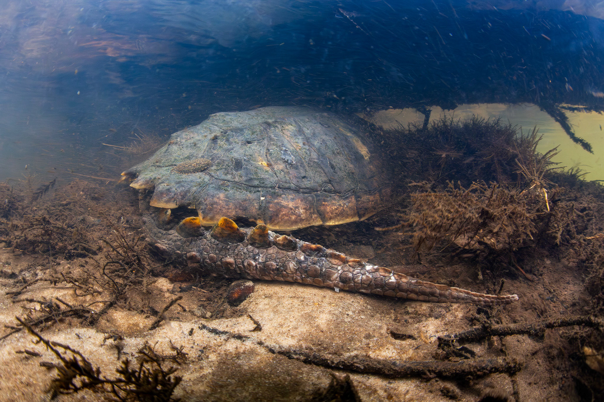 Common Snapping Turtle
