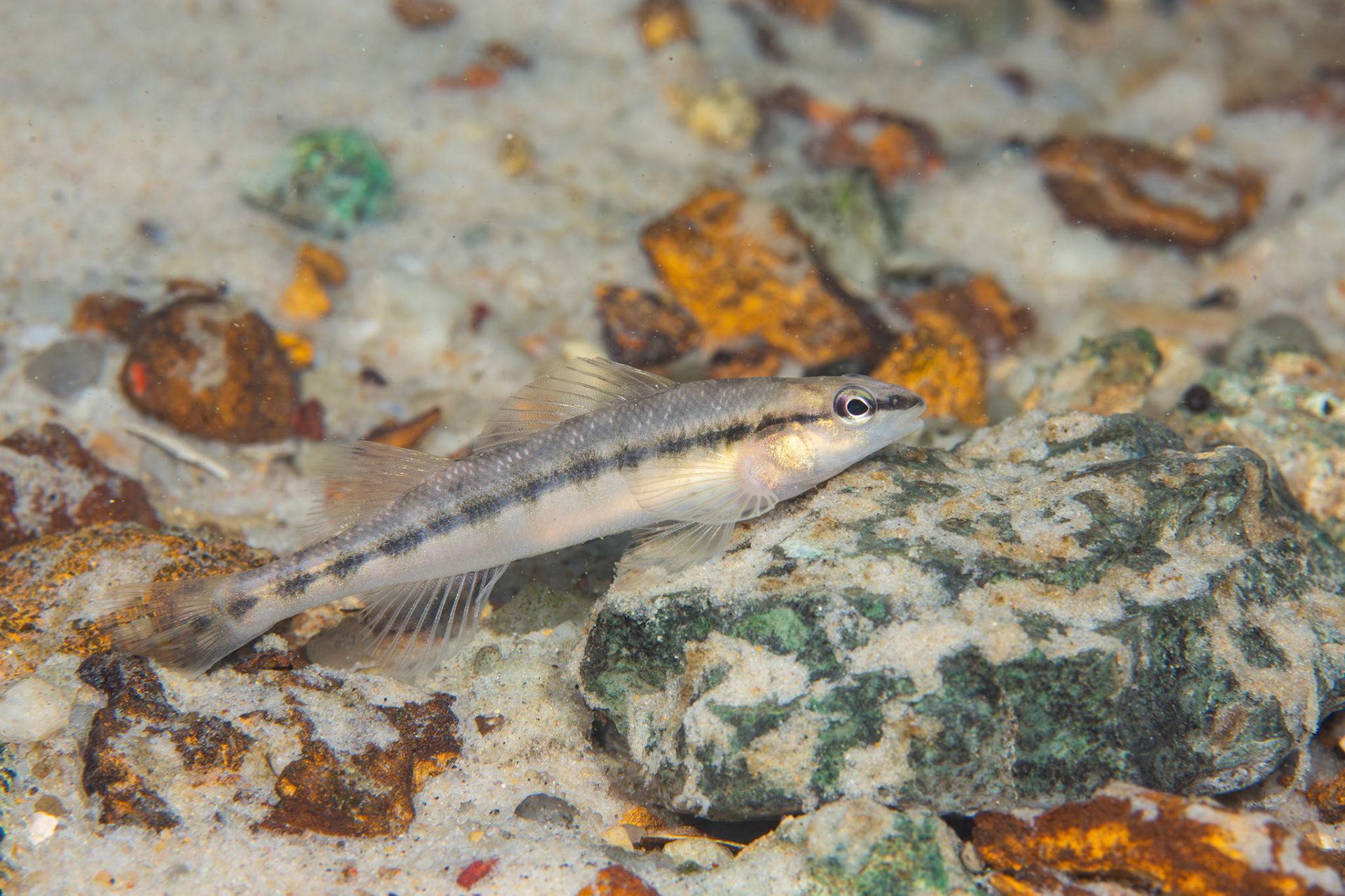 Blackbanded Darter