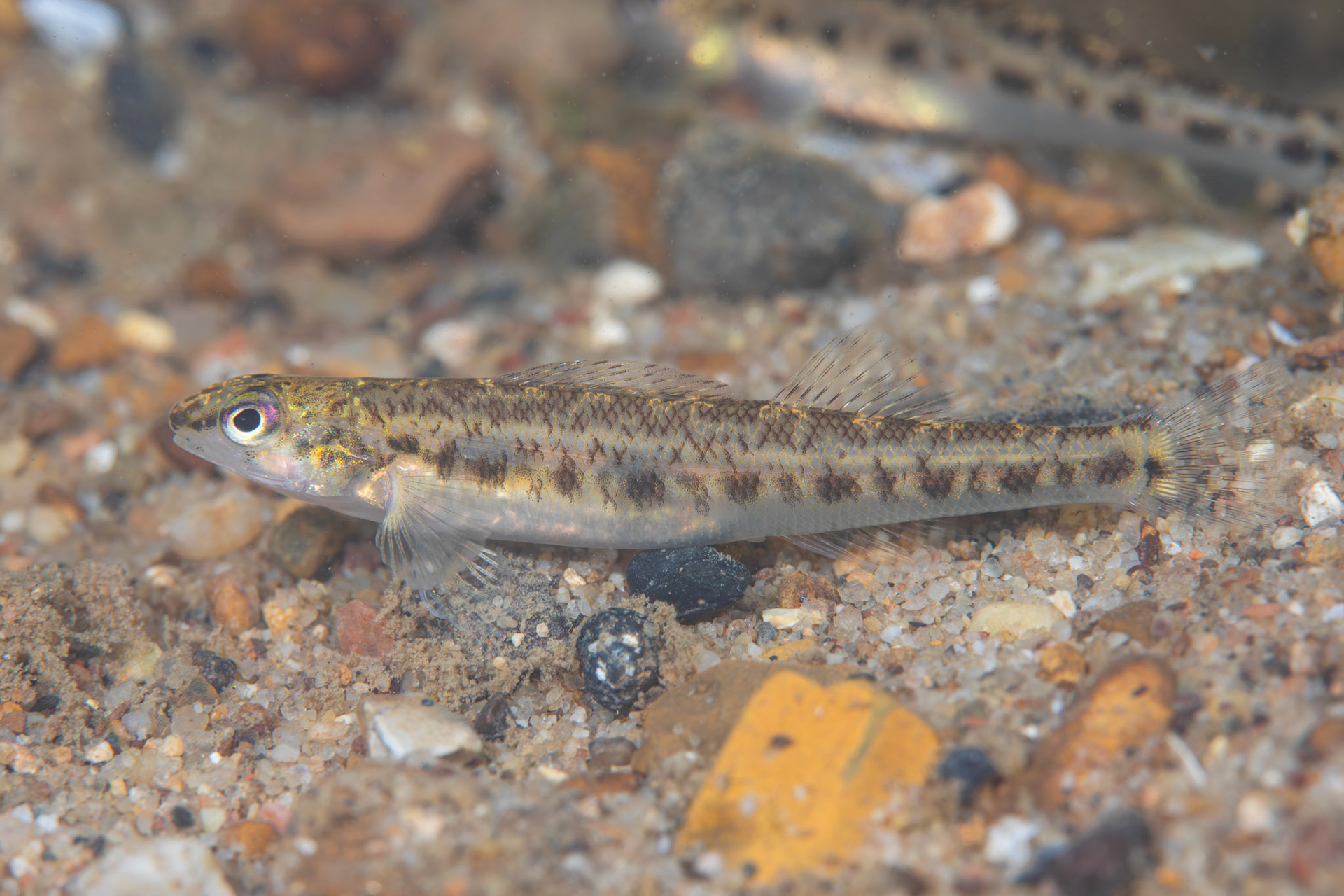 Coal Darter