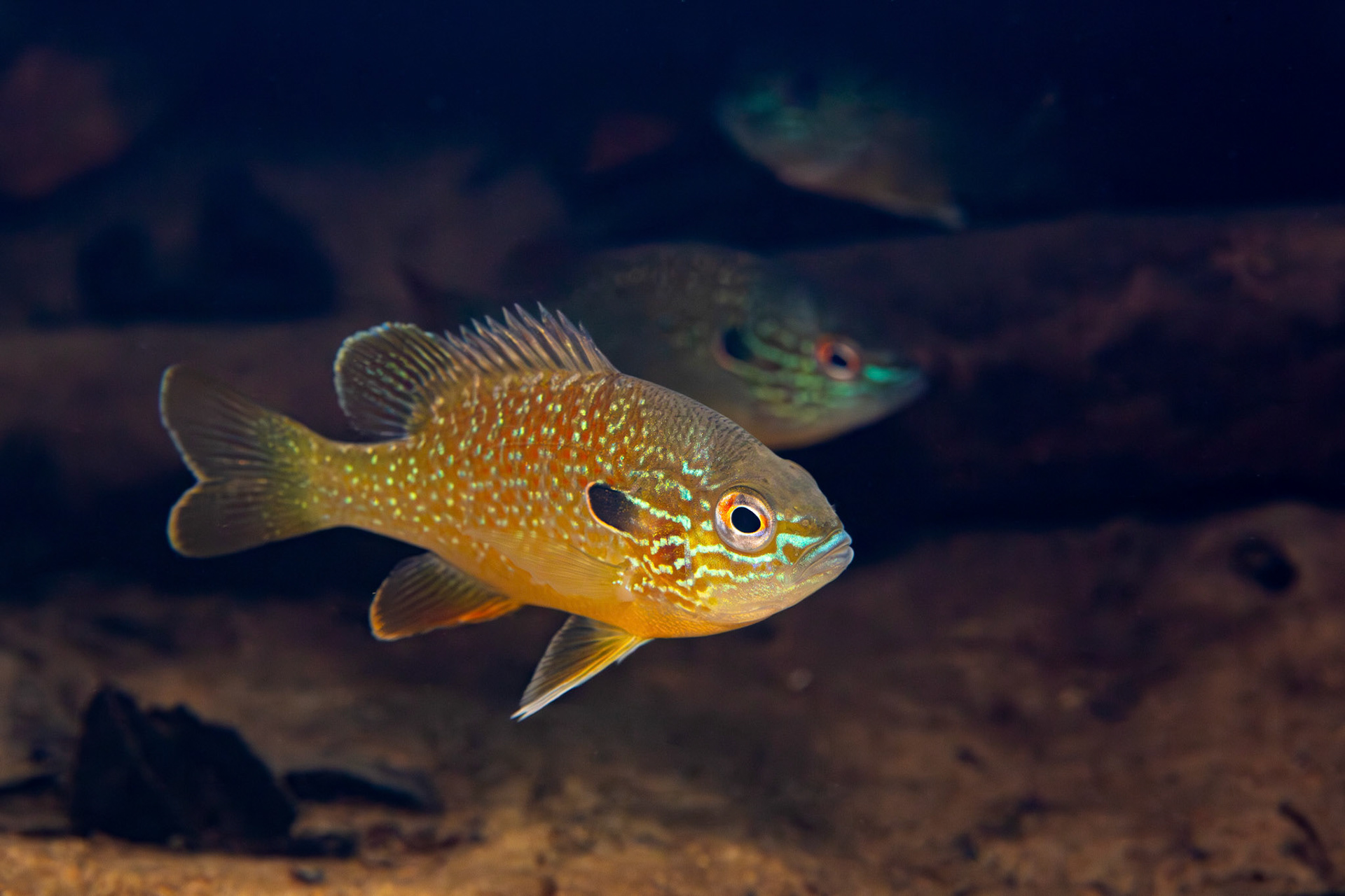 Gulf Longear Sunfish
