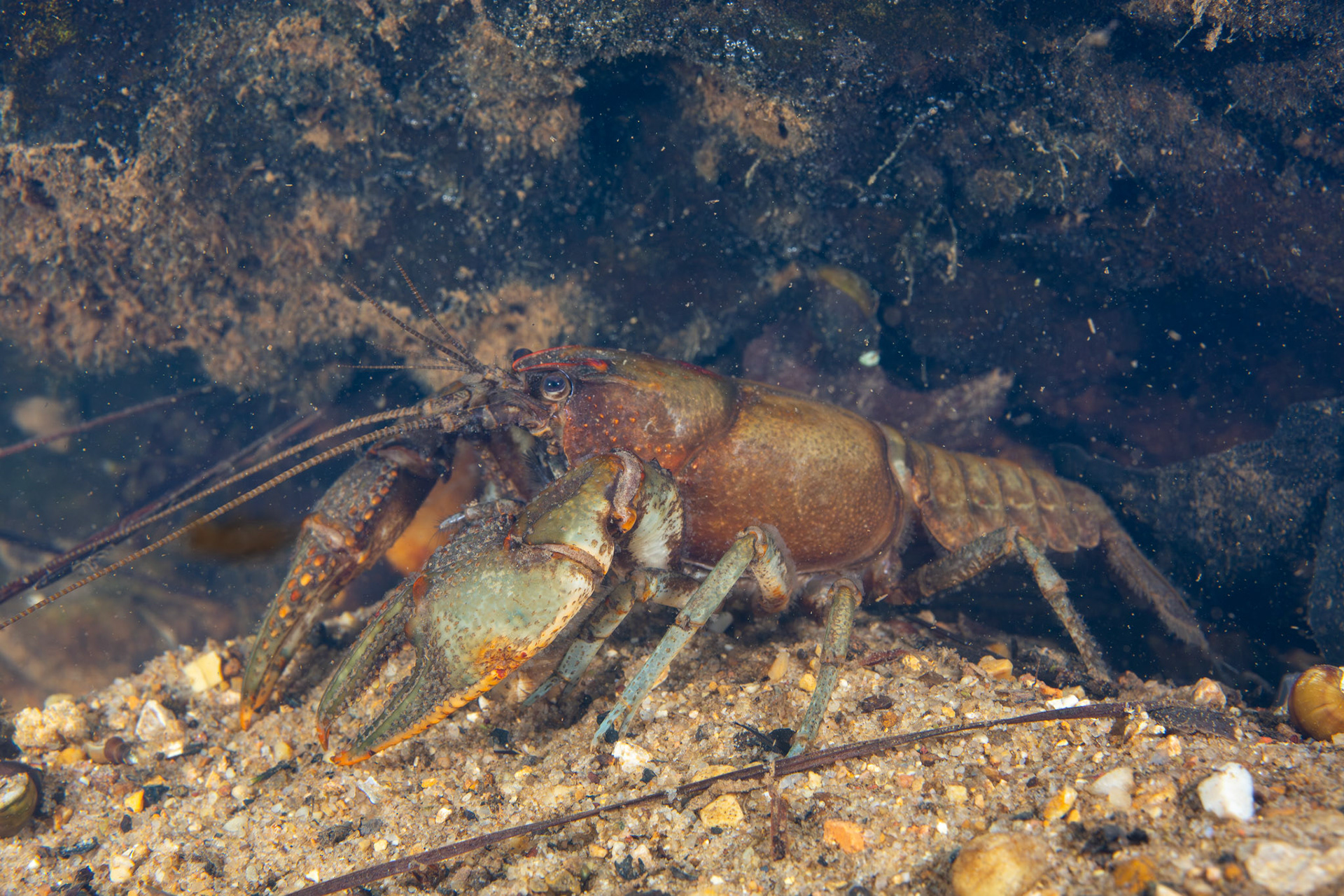 Coosa Crayfish (Cambarus coosae)