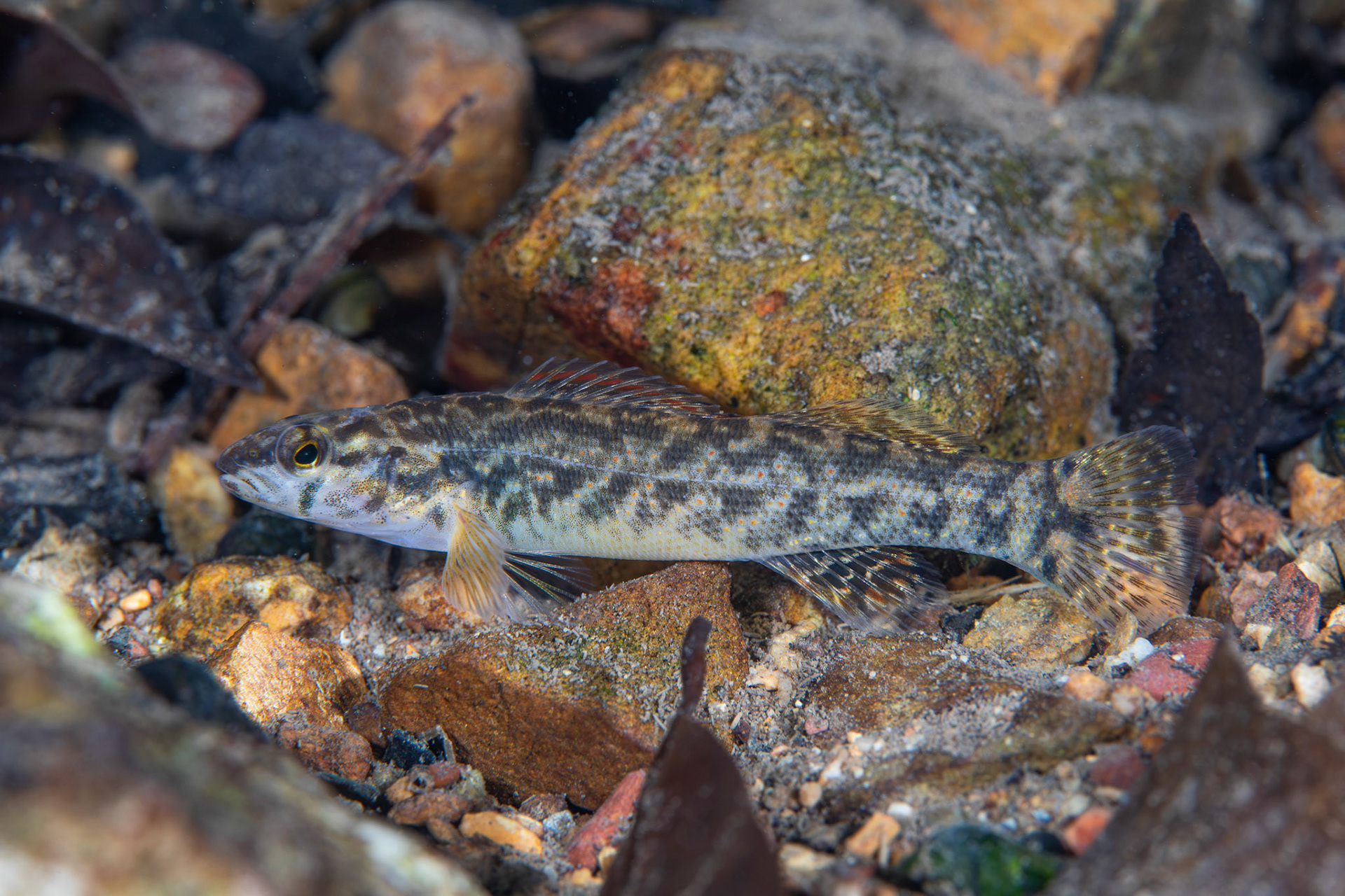 Redspot Darter